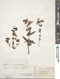 Collinsia bicolor image