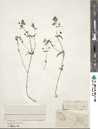 Collinsia violacea image