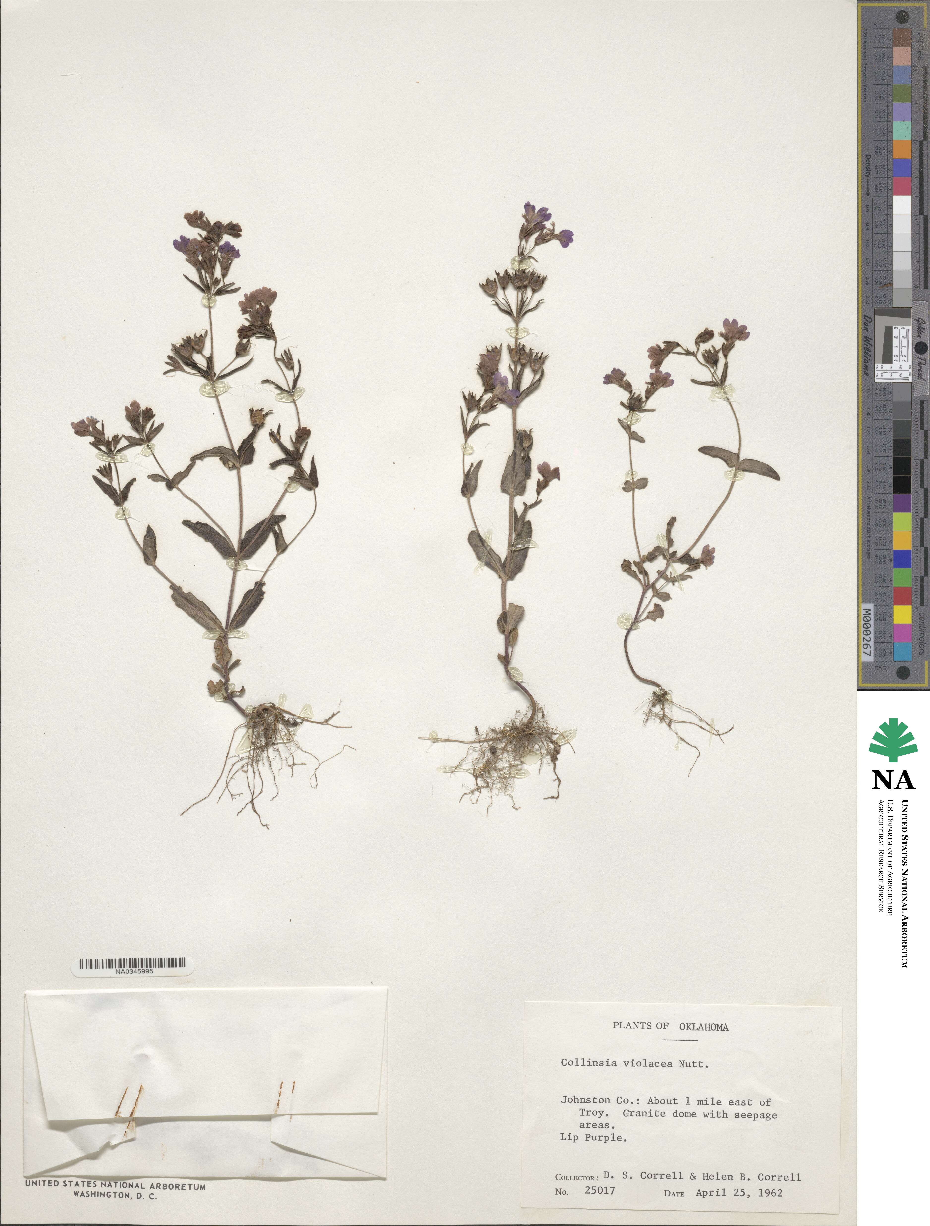 Collinsia violacea image