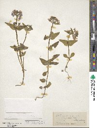 Collinsia verna image