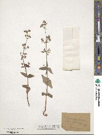 Collinsia verna image