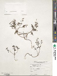 Collinsia torreyi image