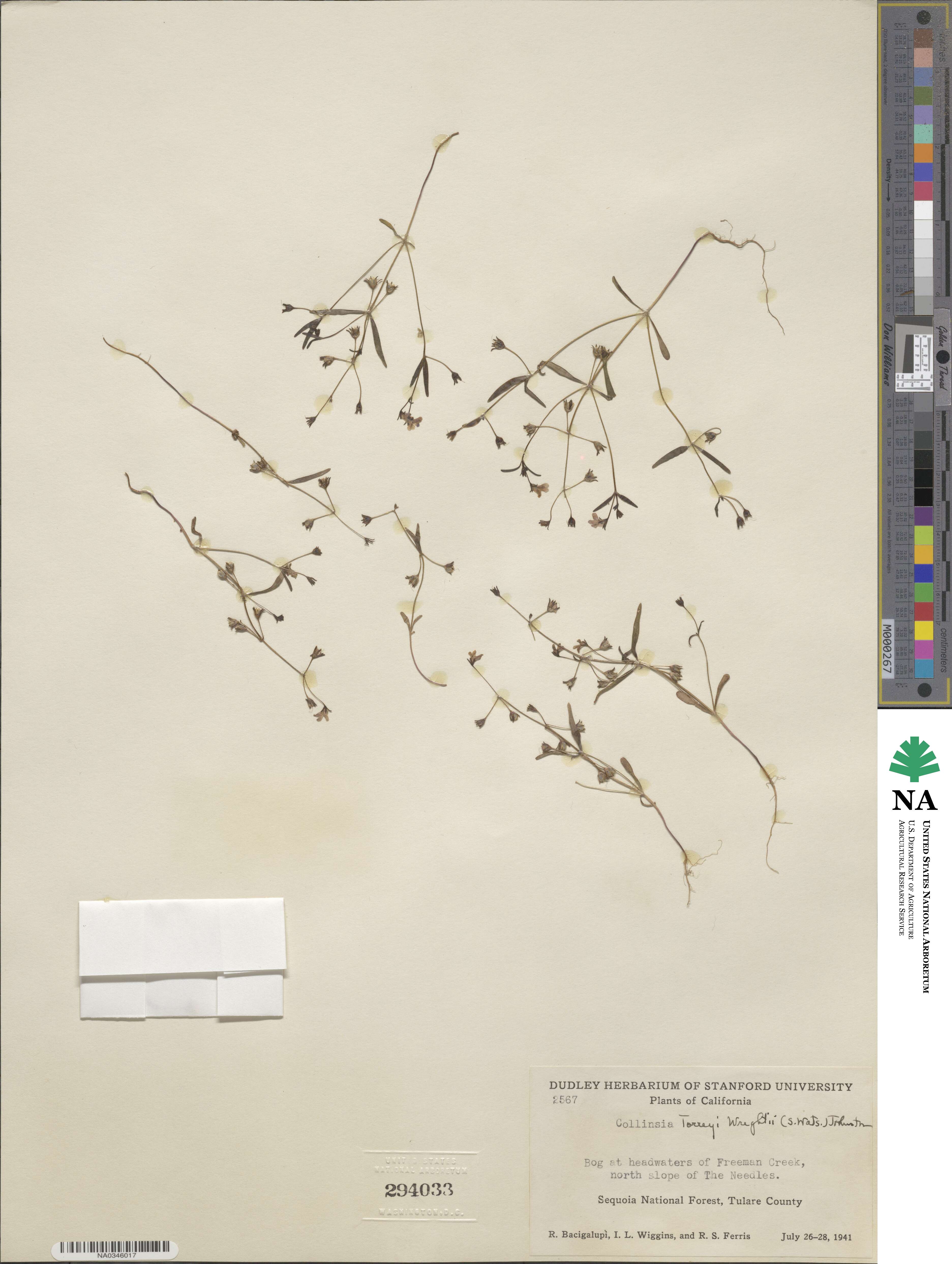 Collinsia image