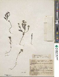 Collinsia torreyi image