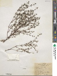 Collinsia torreyi image