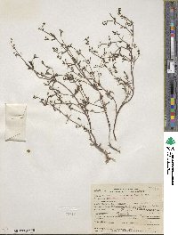 Collinsia torreyi image