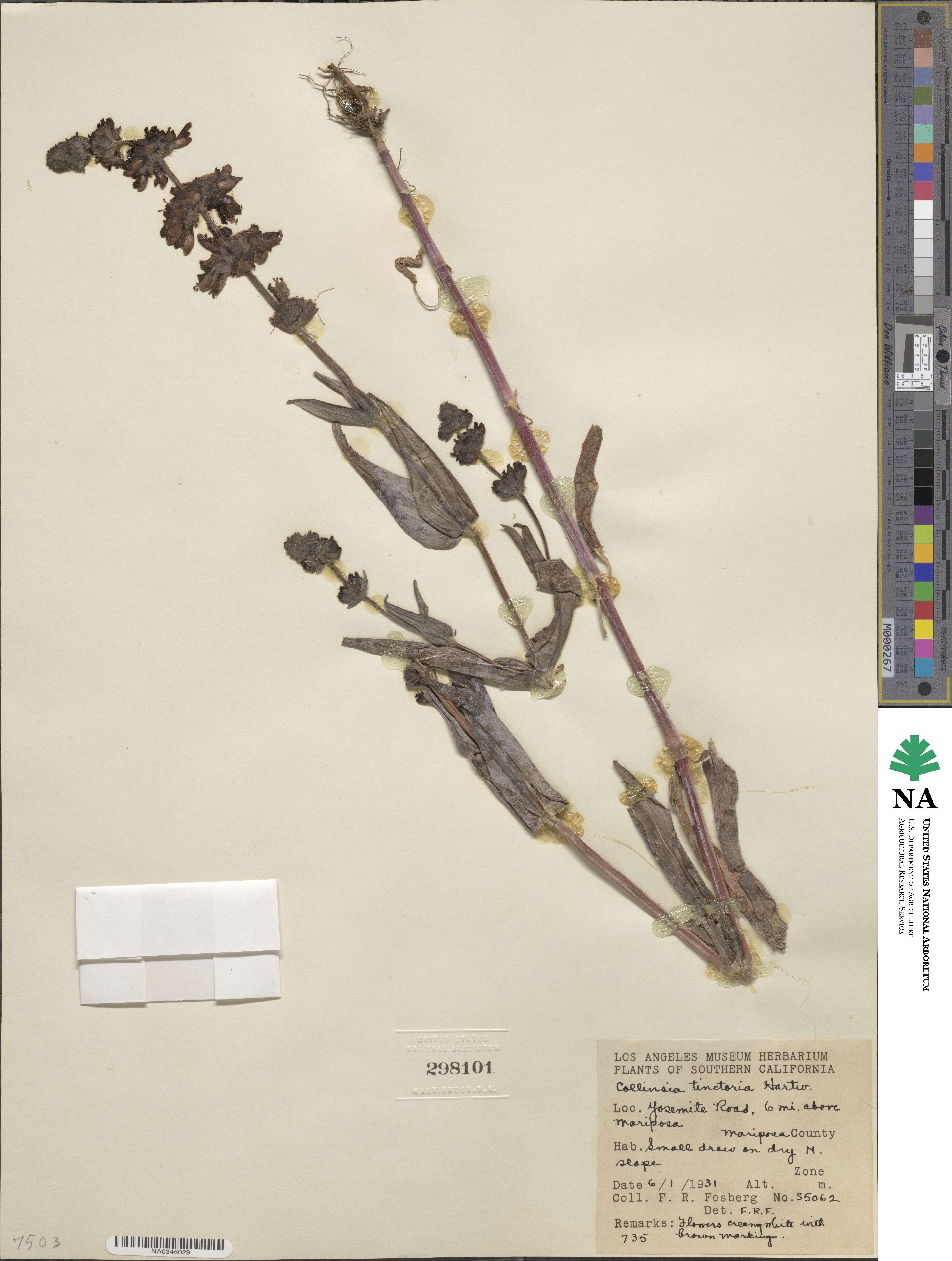 Collinsia tinctoria image
