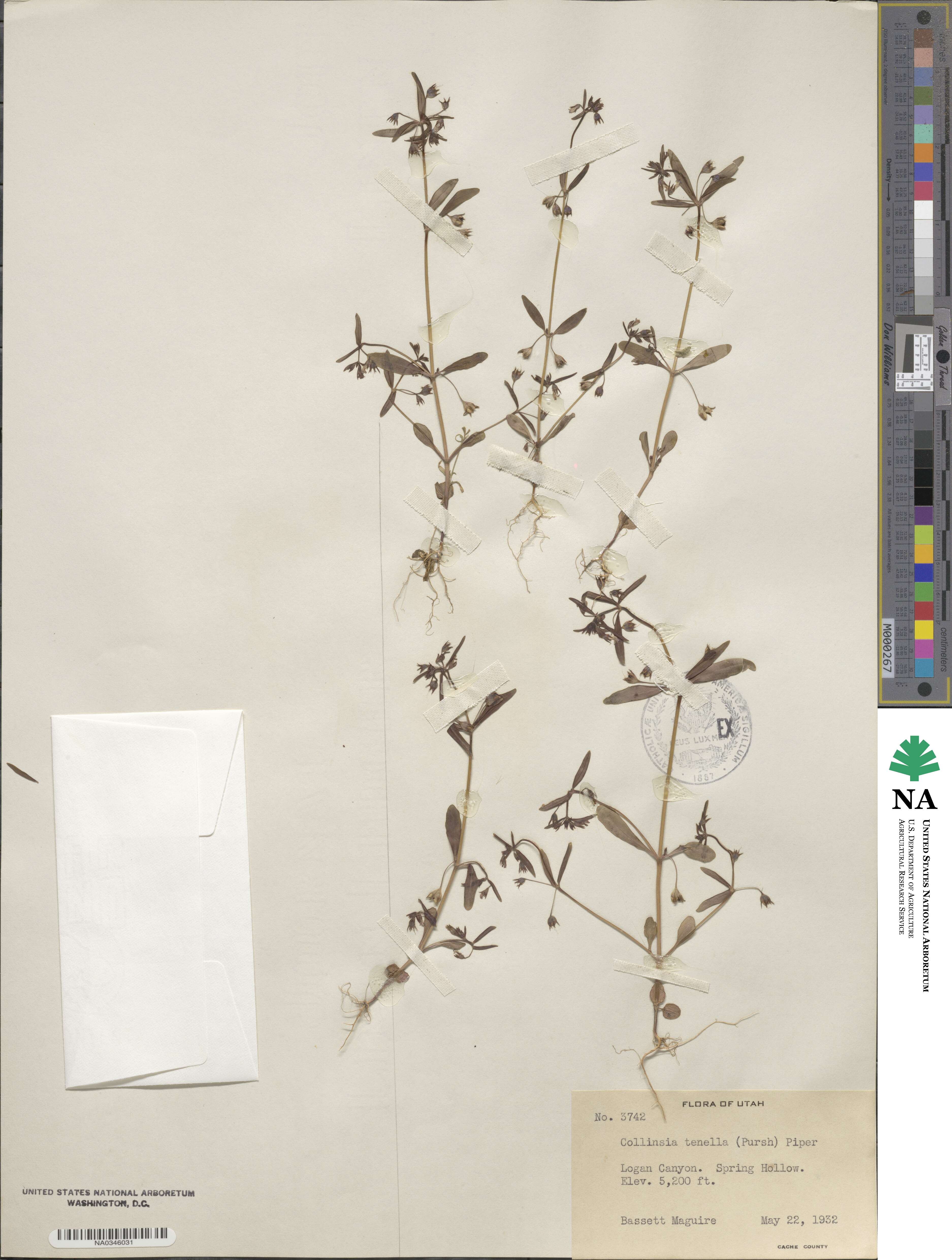 Collinsia tenella image