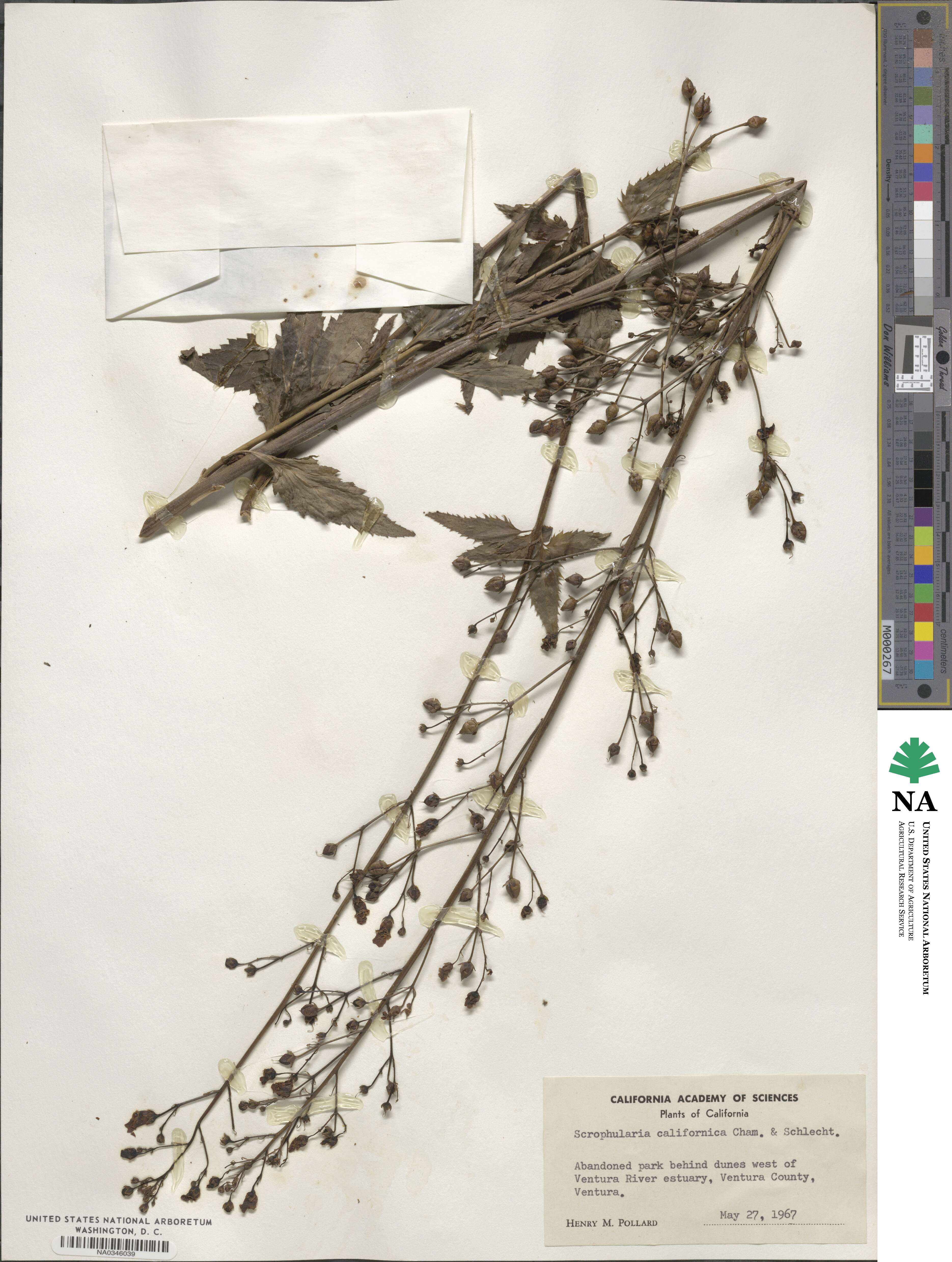 Scrophularia californica image