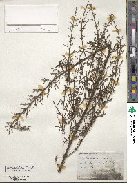 Image of Scrophularia canina