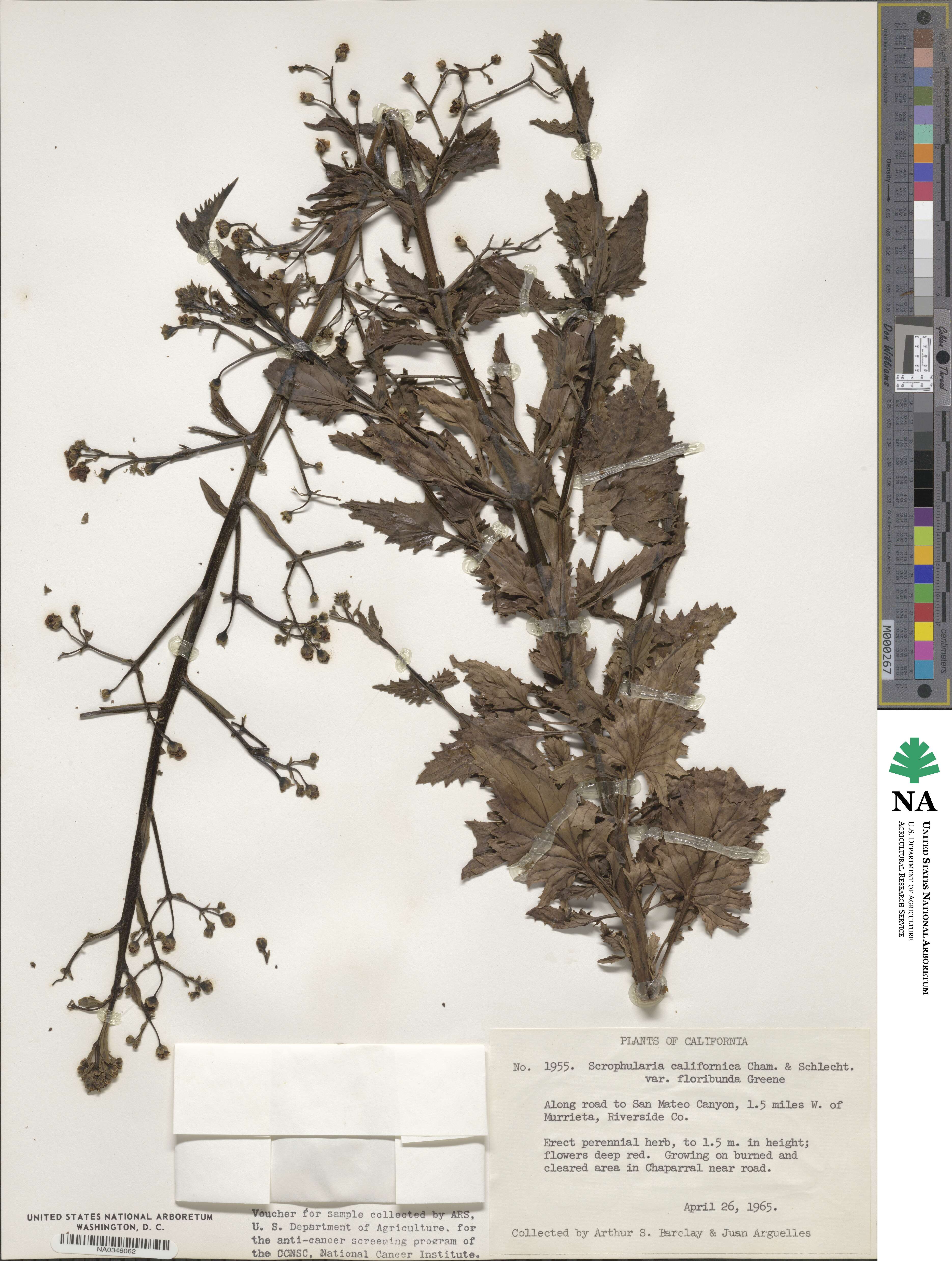 Scrophularia californica image