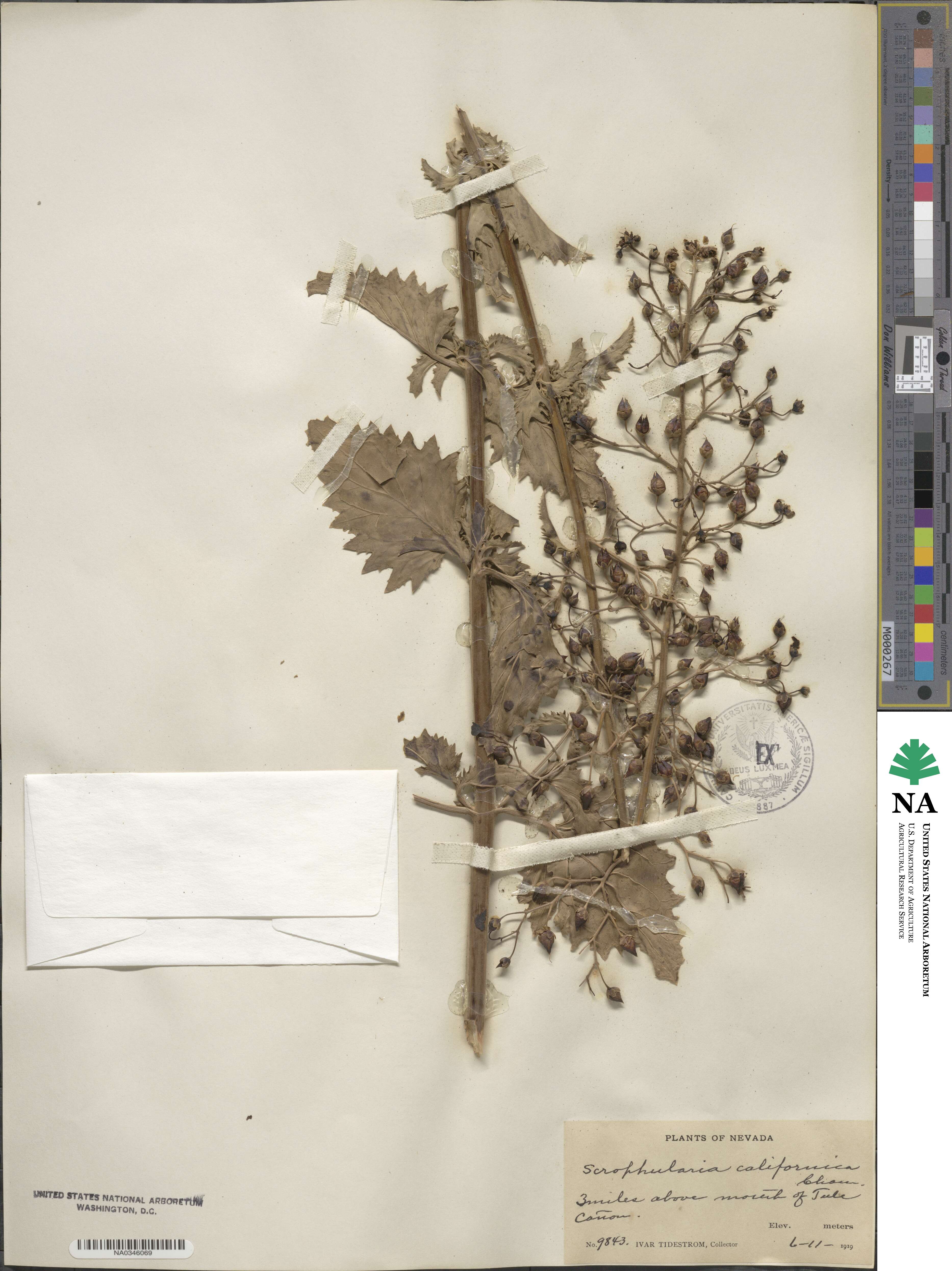 Scrophularia californica image