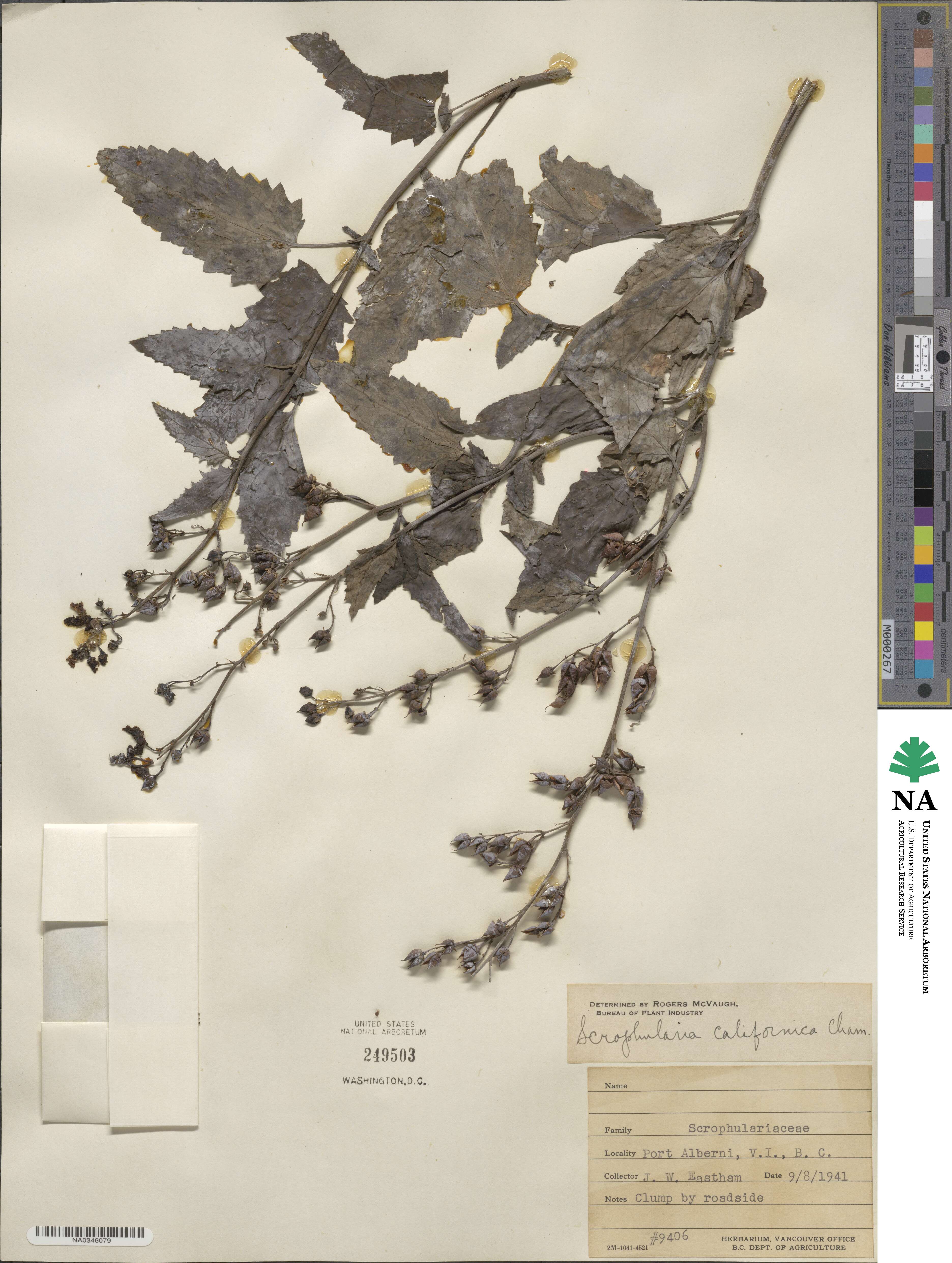 Scrophularia californica image