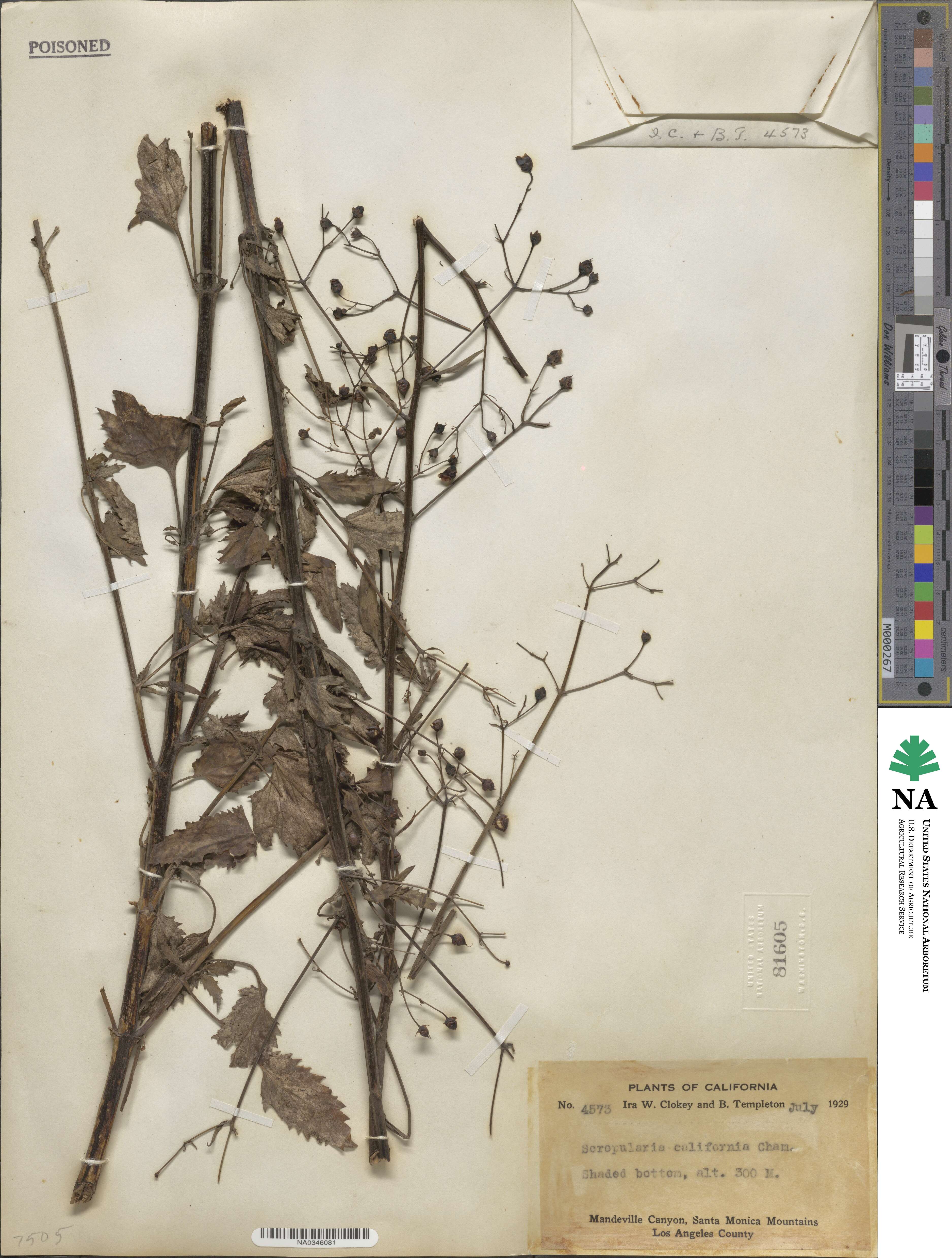Scrophularia californica image