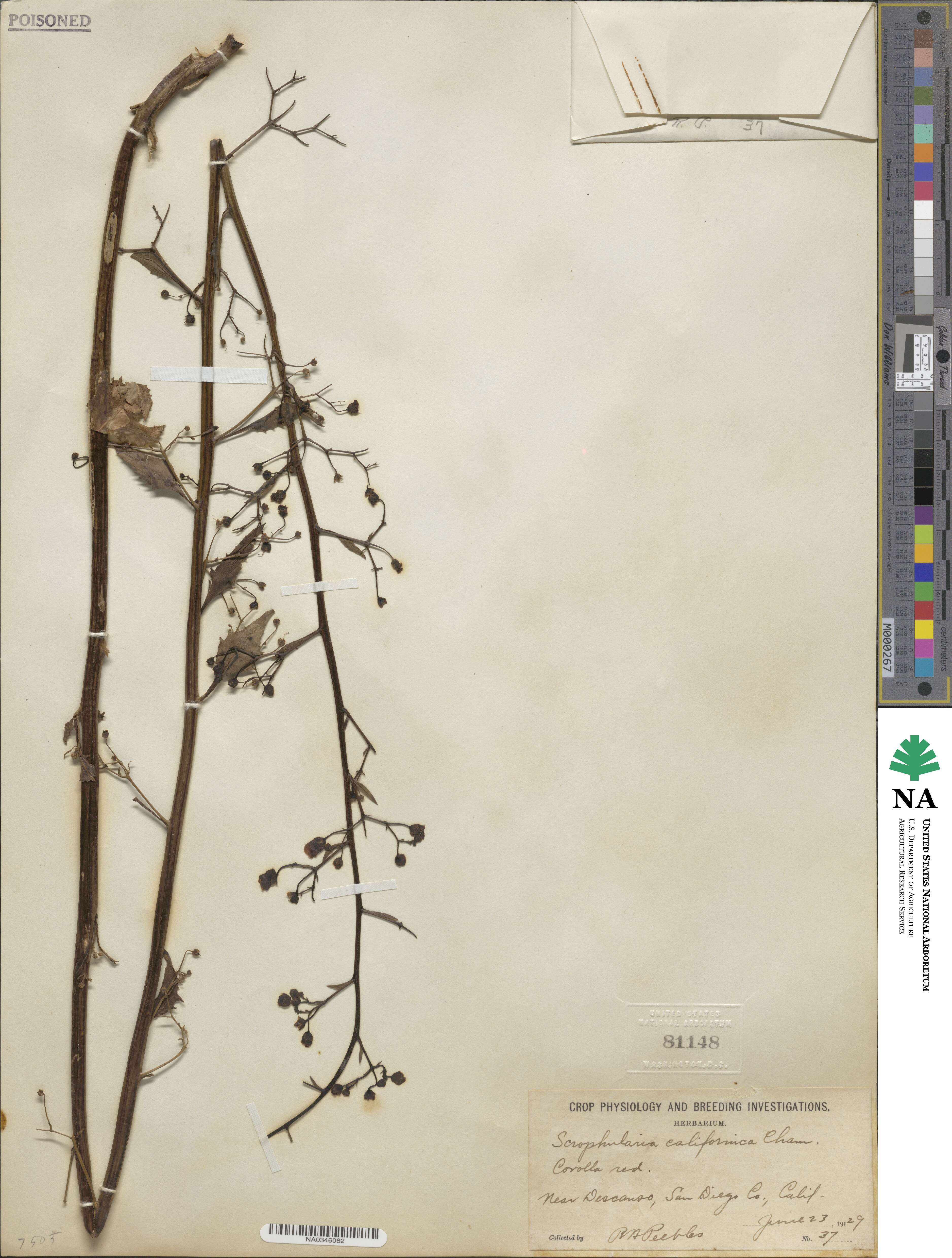 Scrophularia californica image