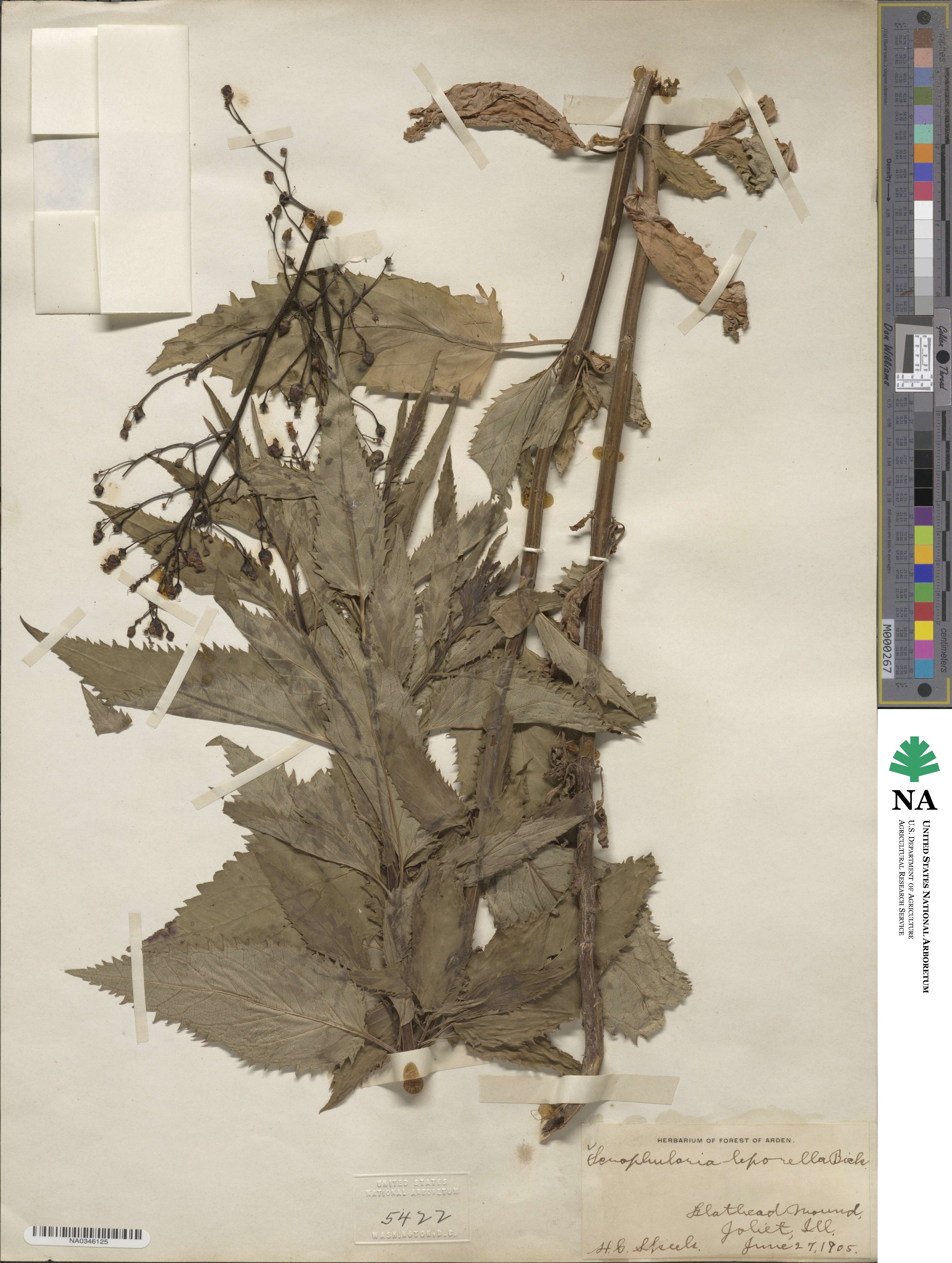 Scrophularia lanceolata image