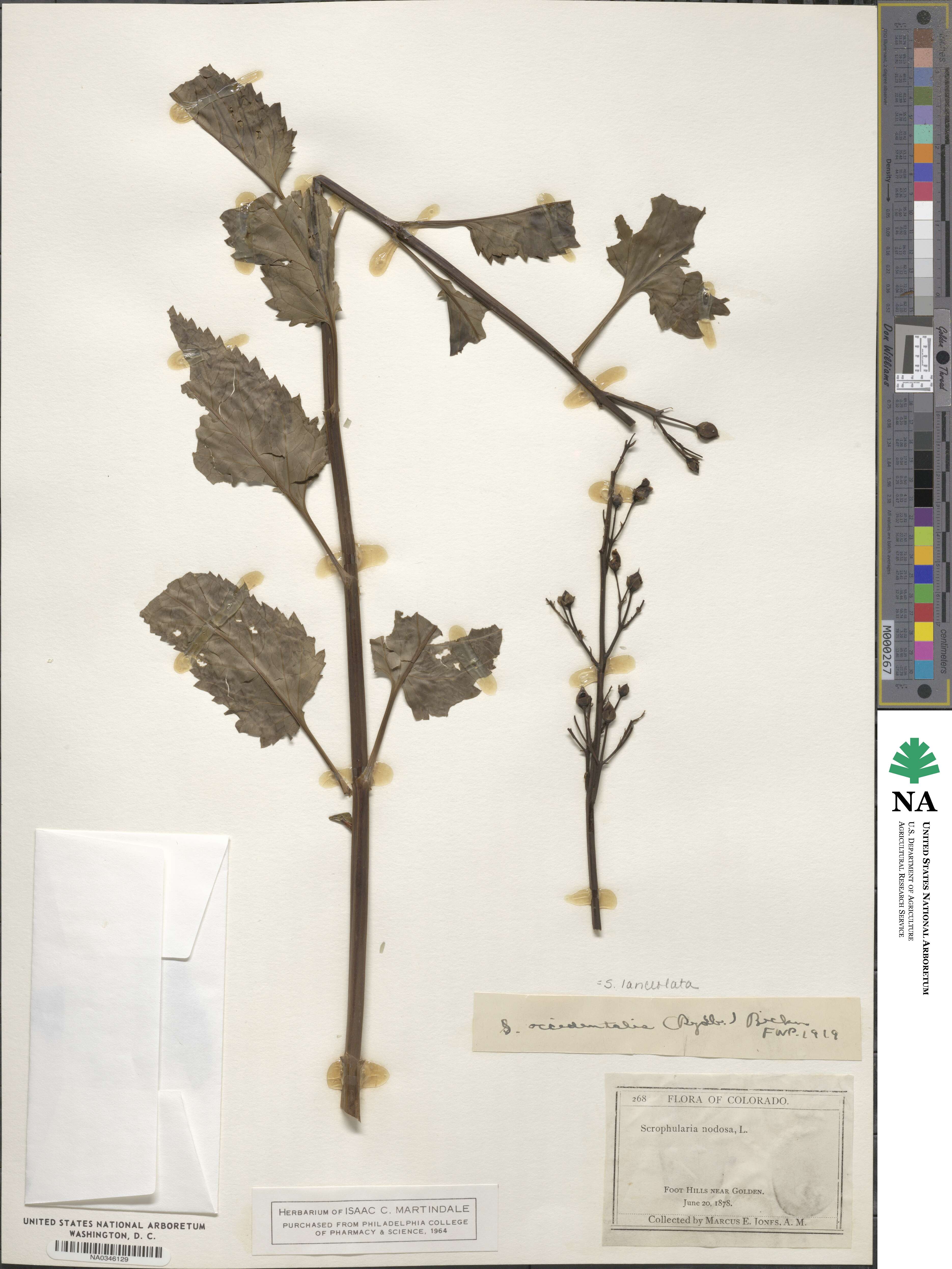 Scrophularia lanceolata image