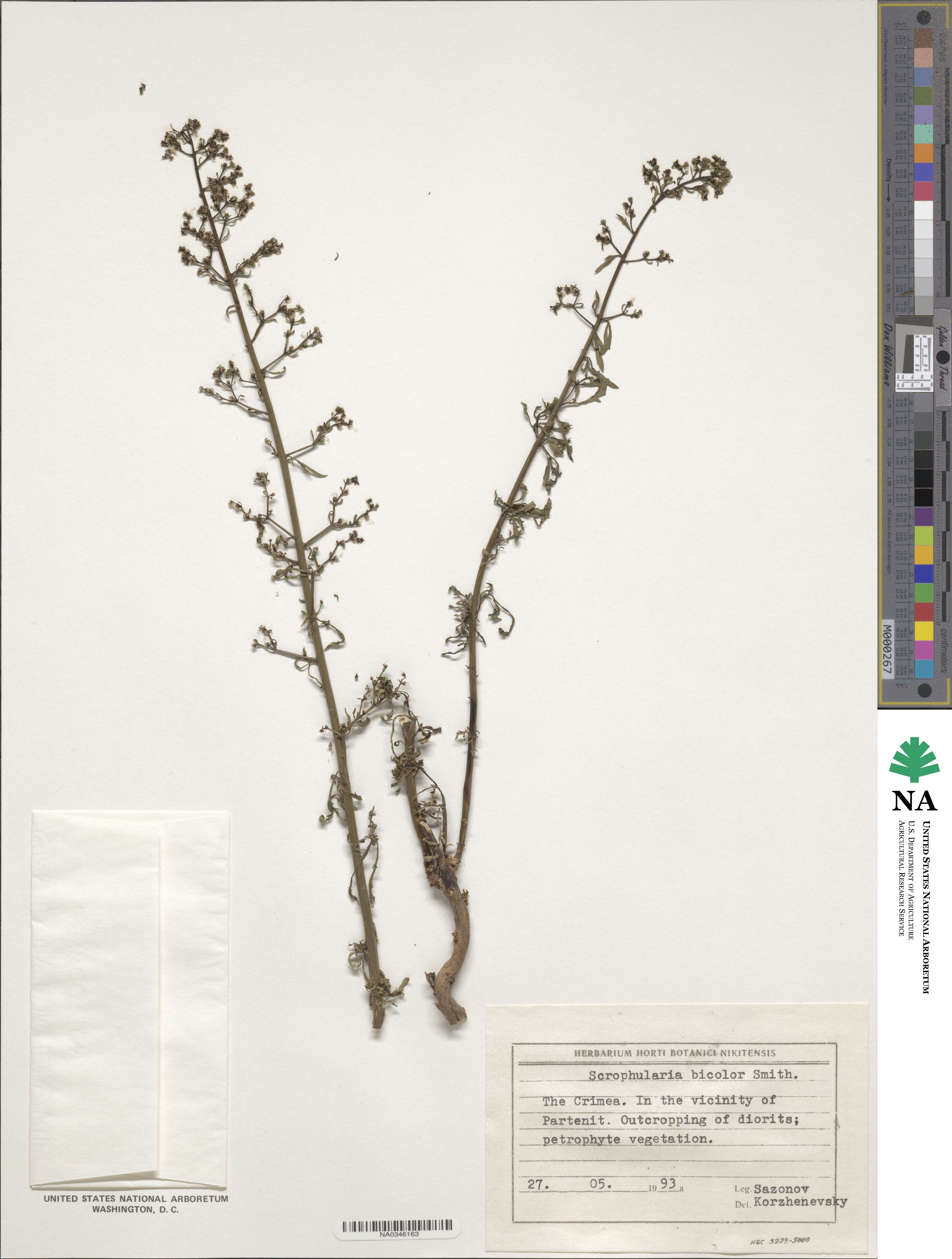 Scrophularia bicolor image