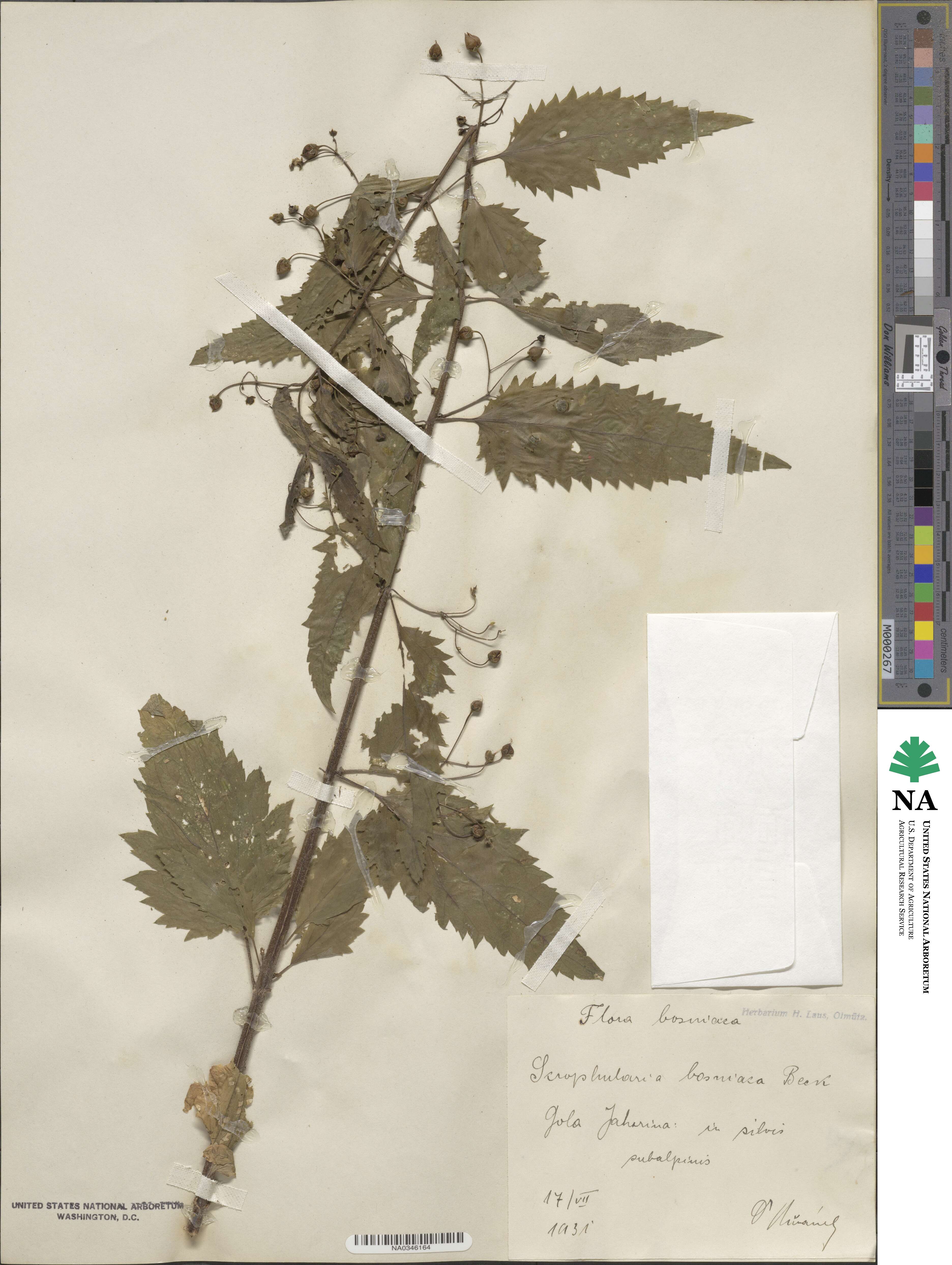 Scrophularia bosniaca image