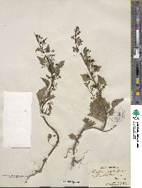 Image of Scrophularia arguta