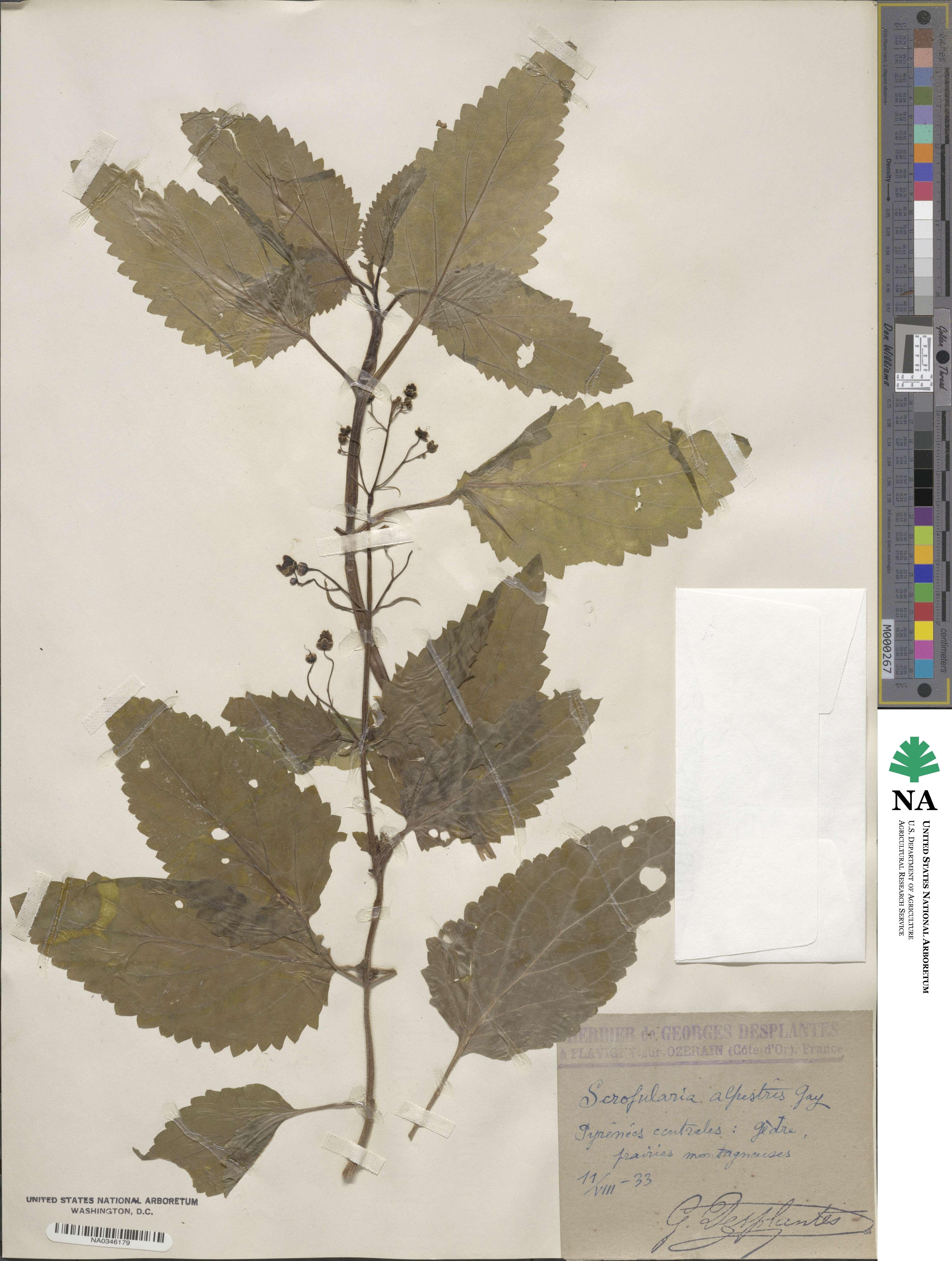 Scrophularia alpestris image