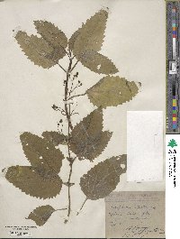 Image of Scrophularia alpestris