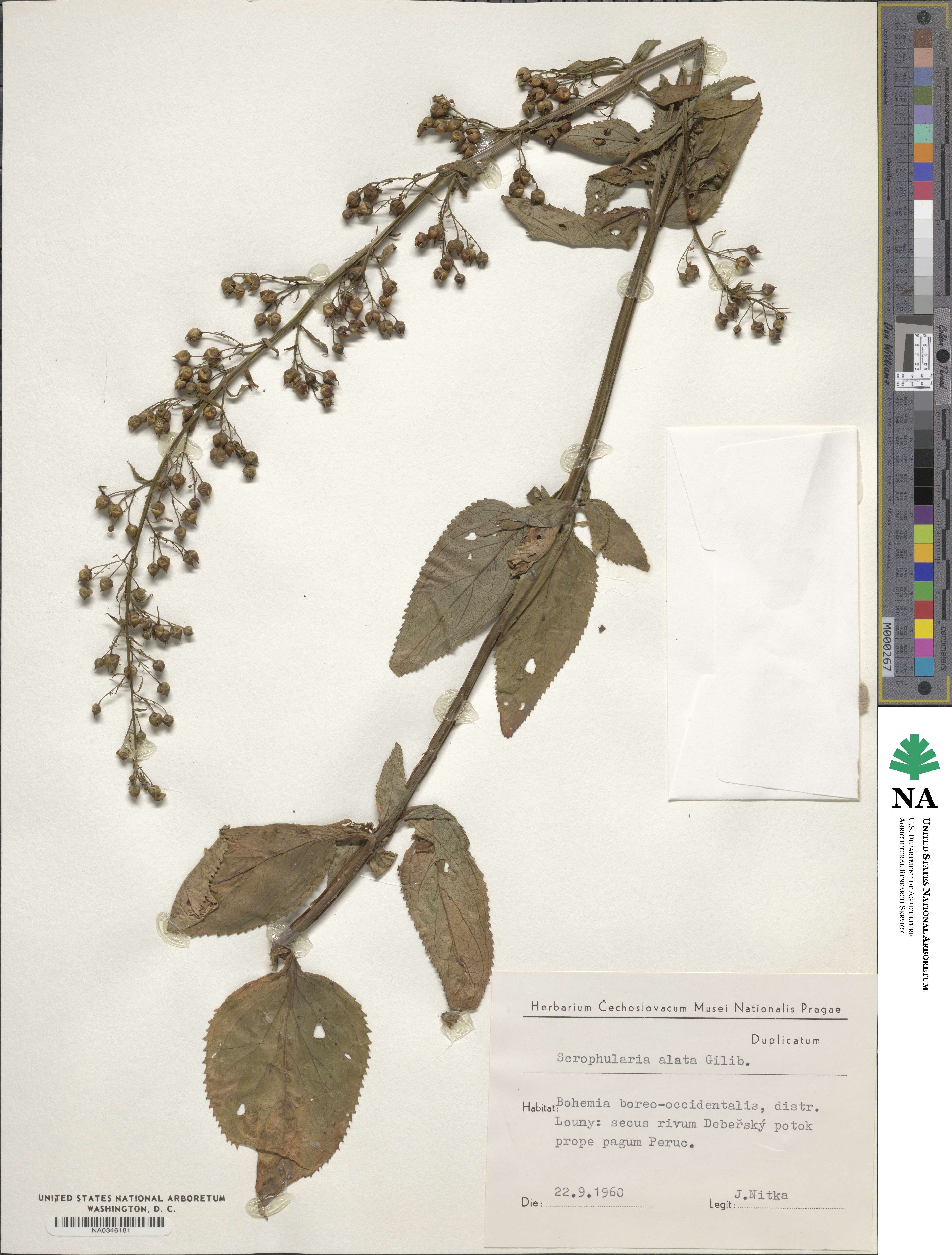 Scrophularia alata image