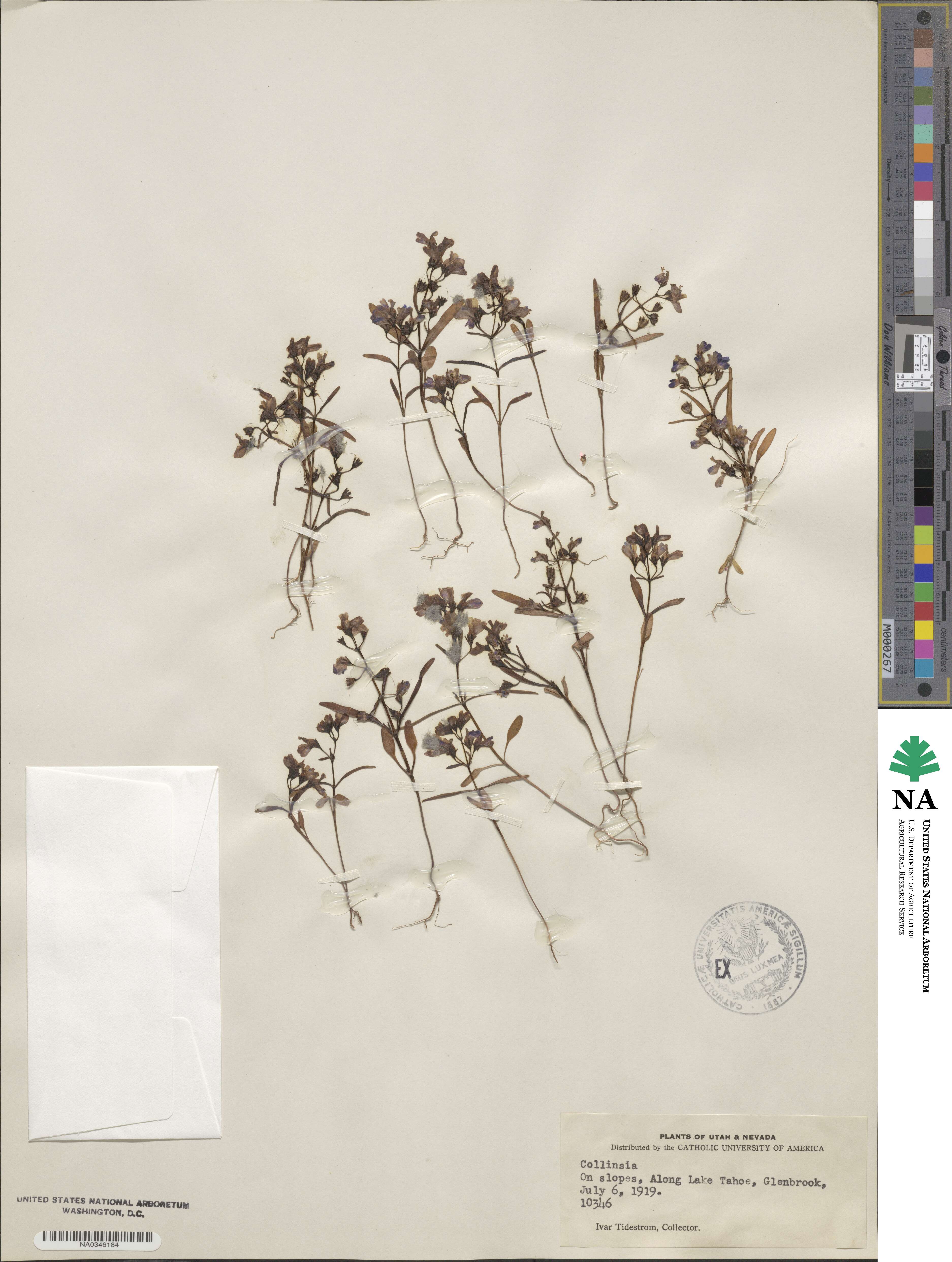 Scrophularia image