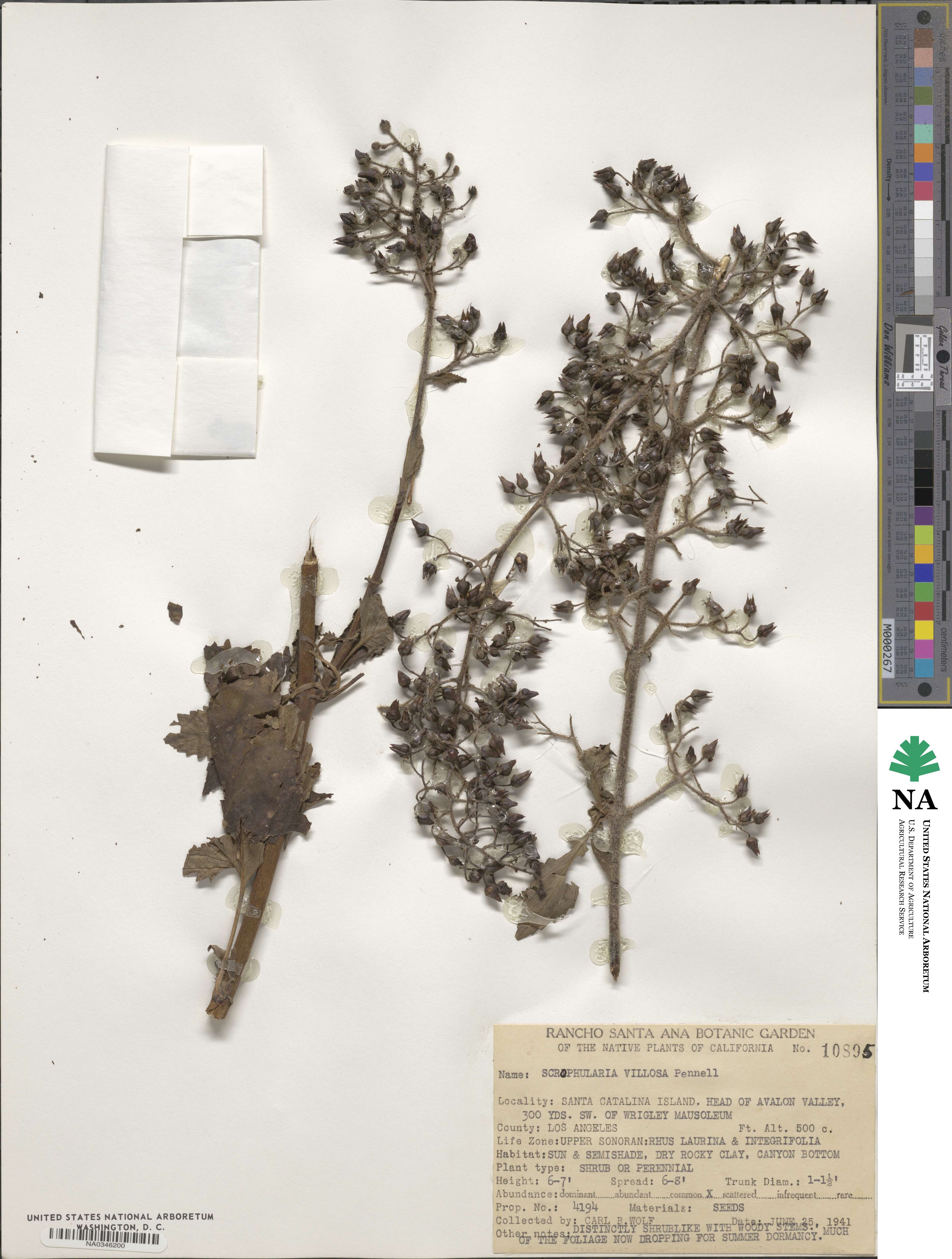 Scrophularia villosa image
