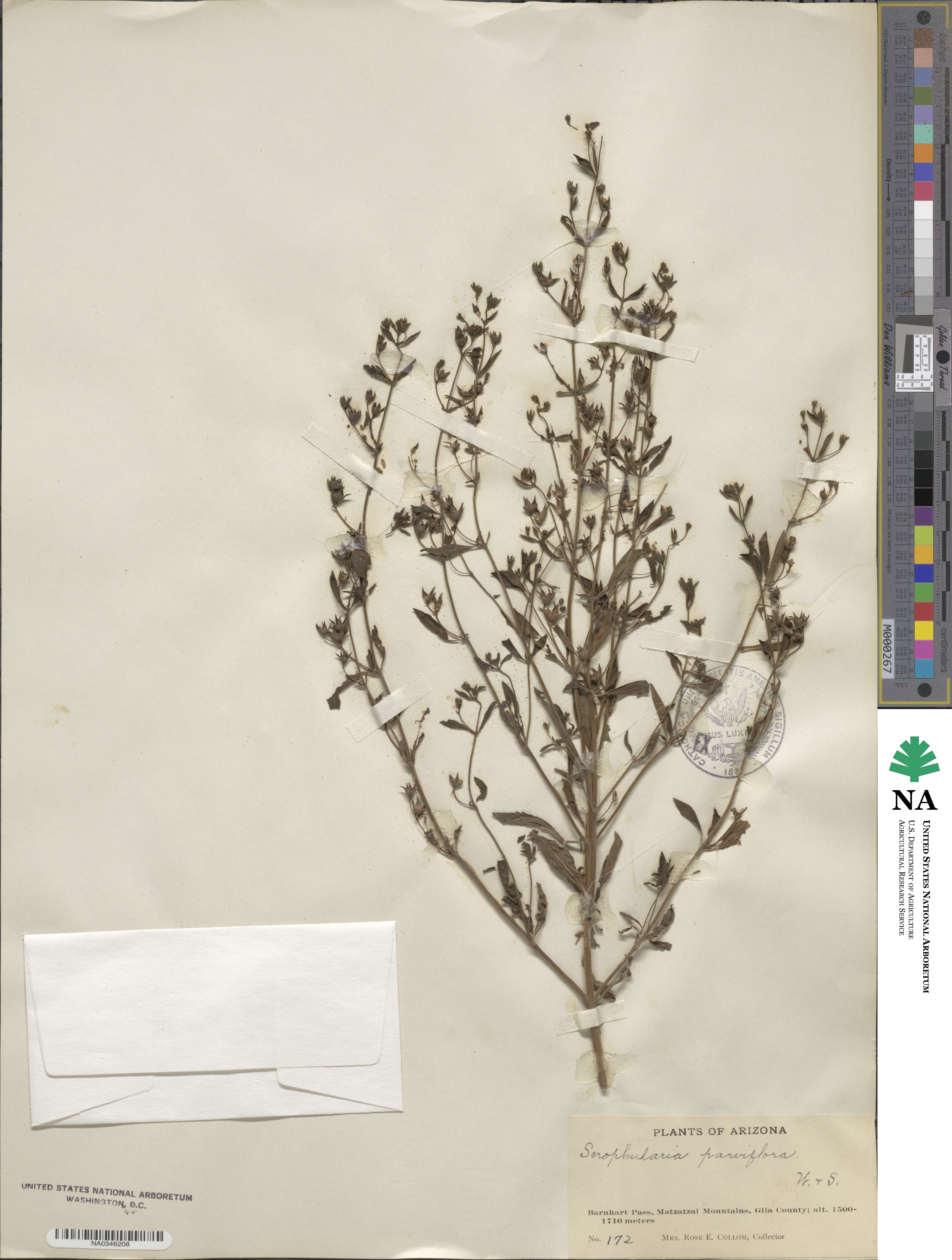 Scrophularia parviflora image