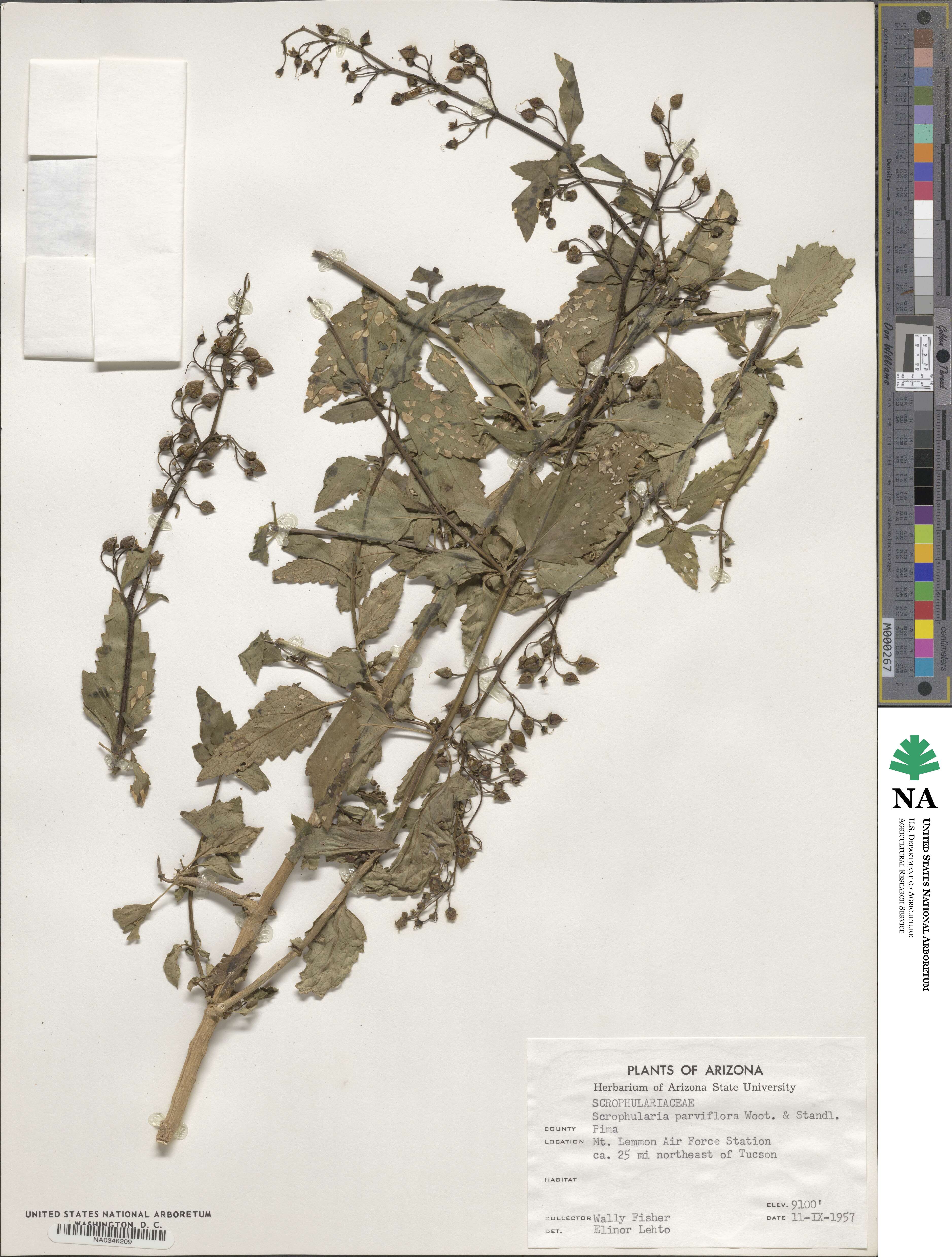 Scrophularia parviflora image