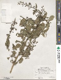 Scrophularia parviflora image