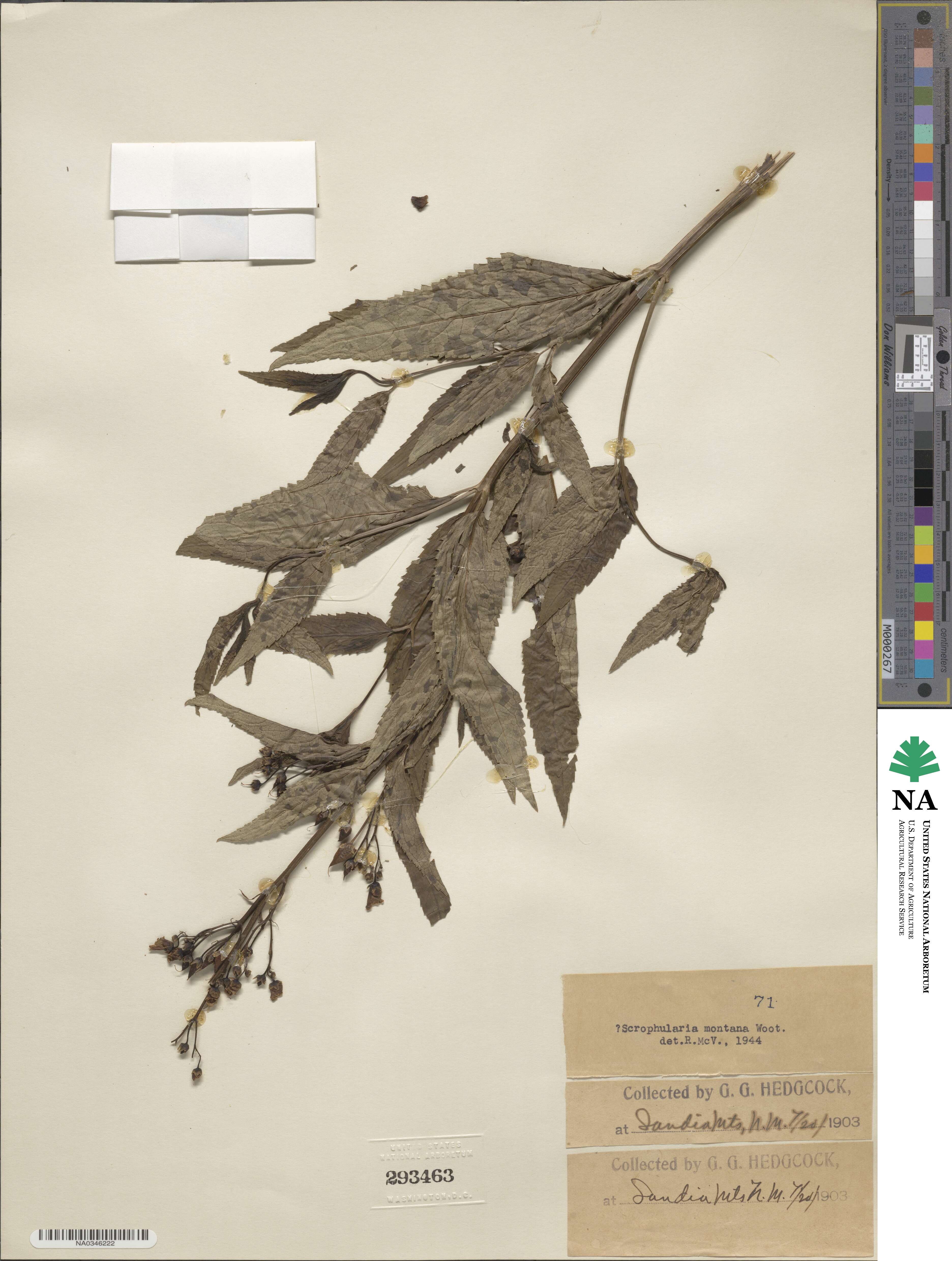 Scrophularia montana image