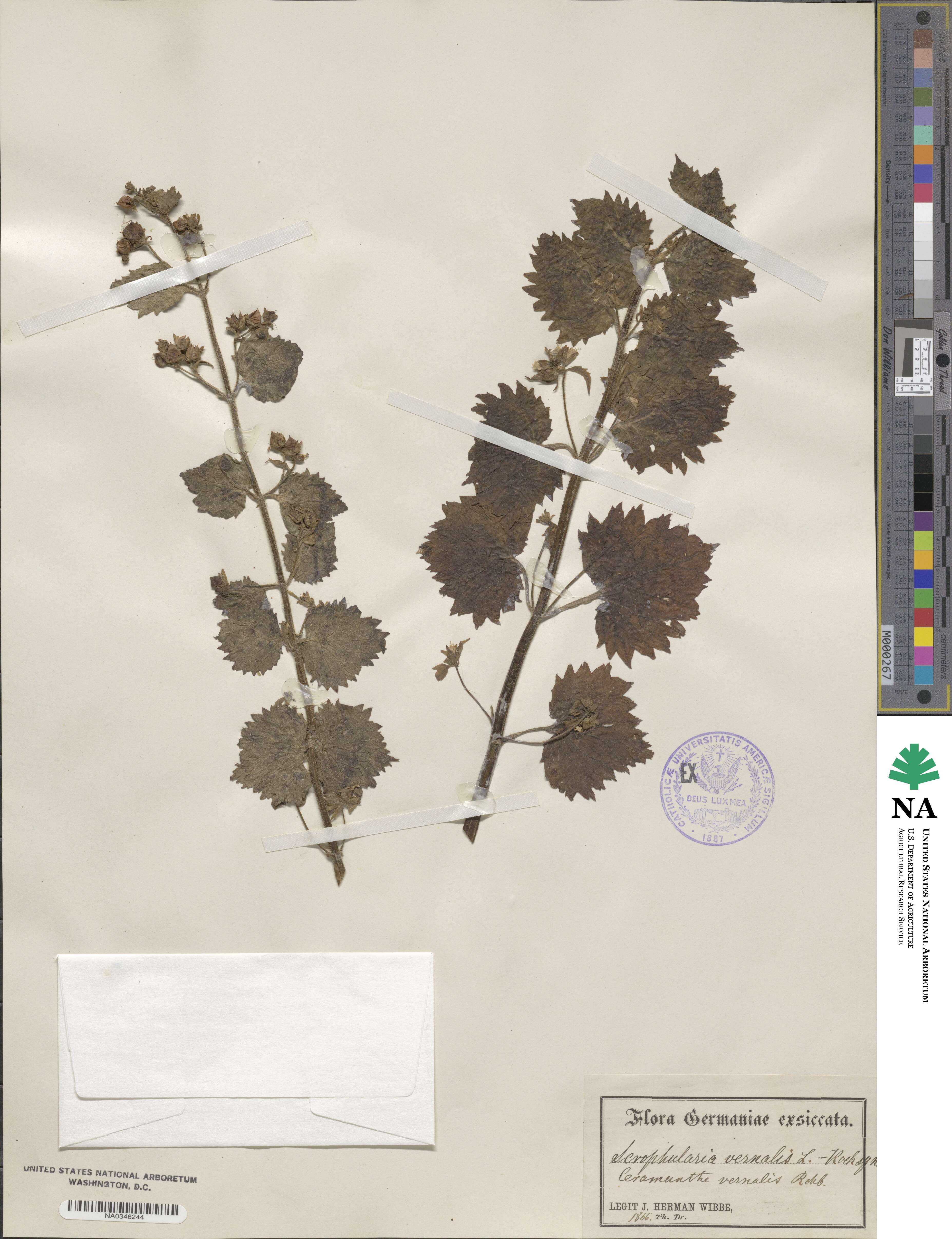 Scrophularia vernalis image