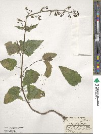 Scrophularia umbrosa image