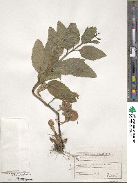 Scrophularia umbrosa image