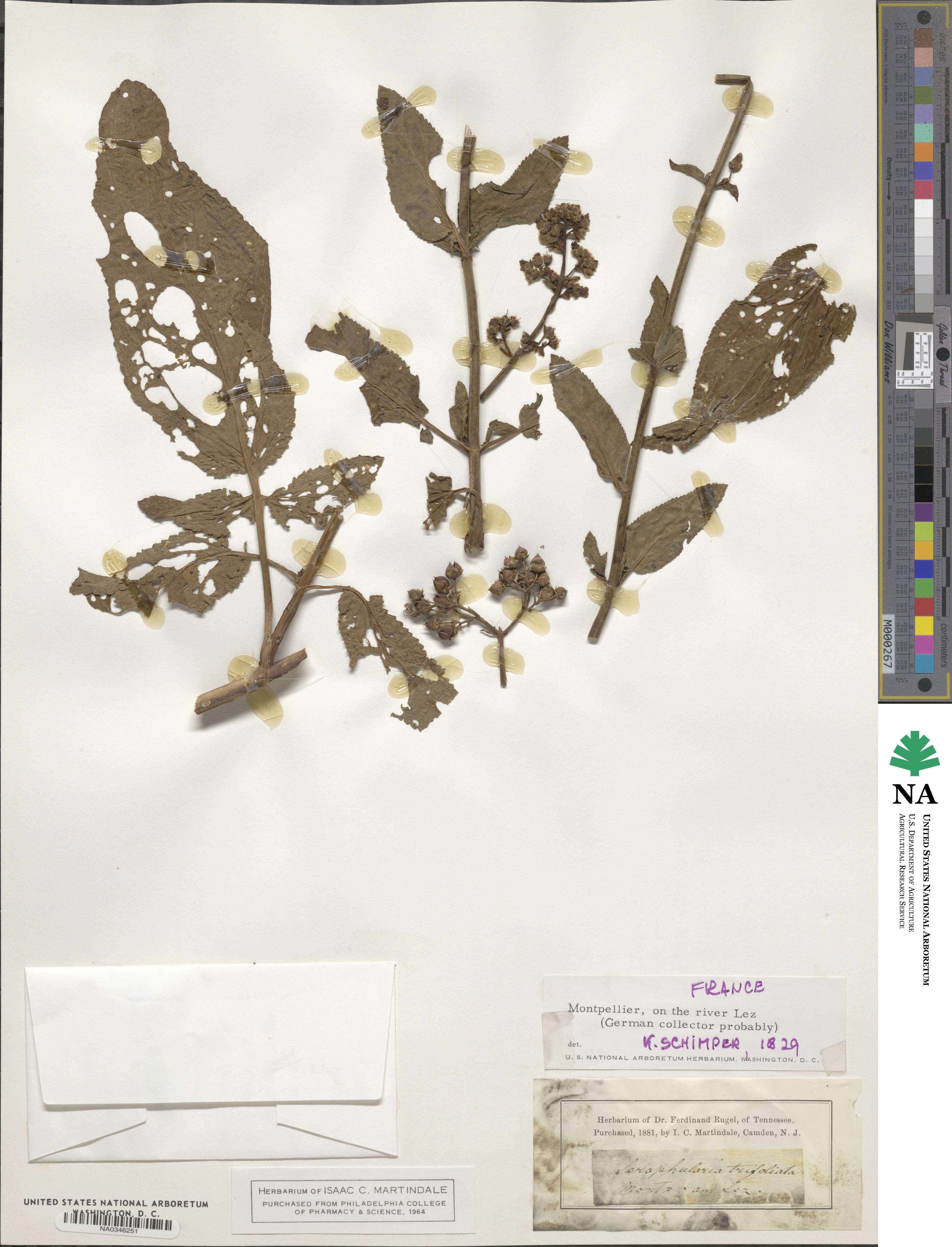 Scrophularia trifoliata image