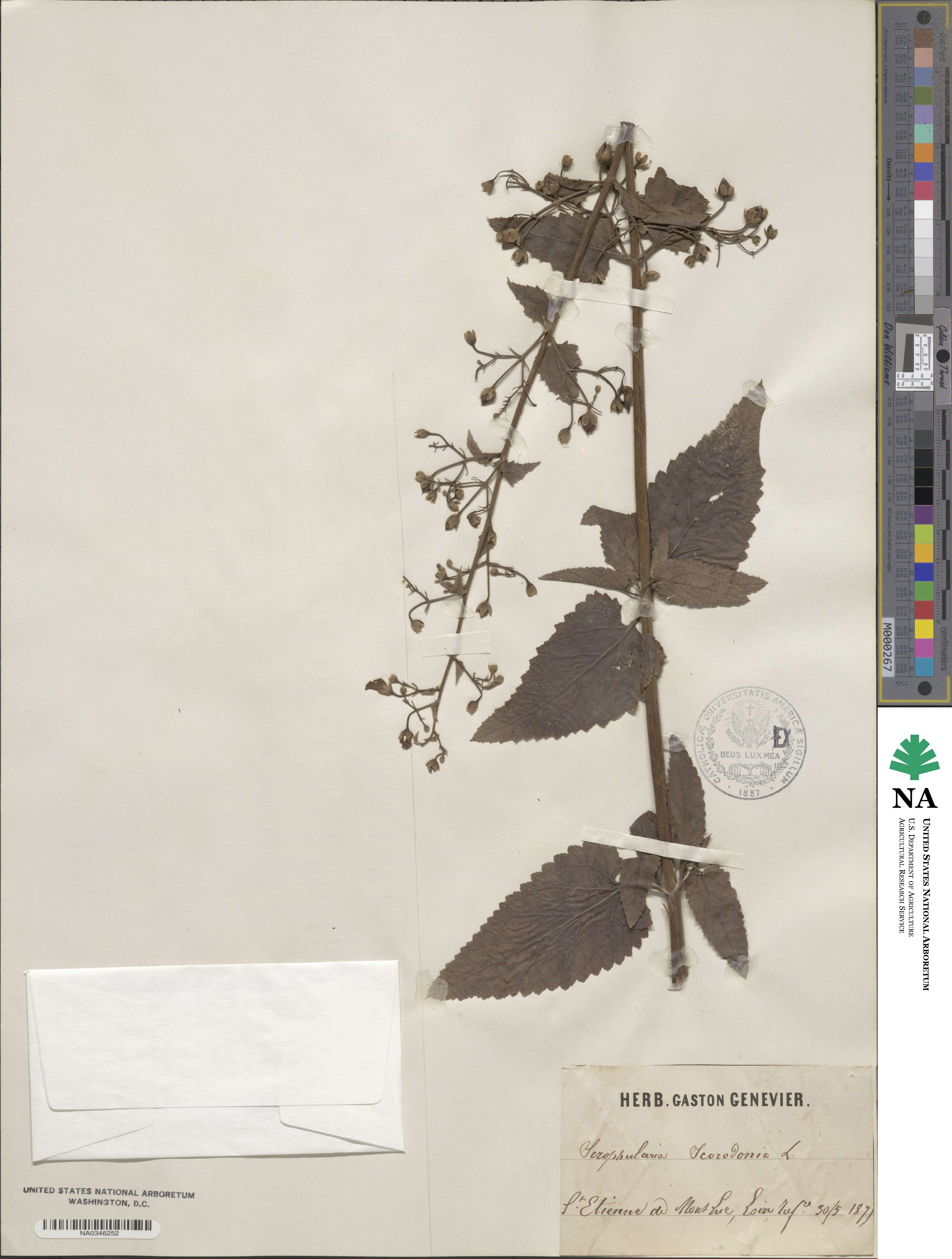 Scrophularia scorodonia image