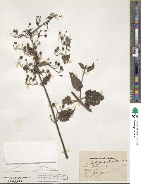 Scrophularia scorodonia image