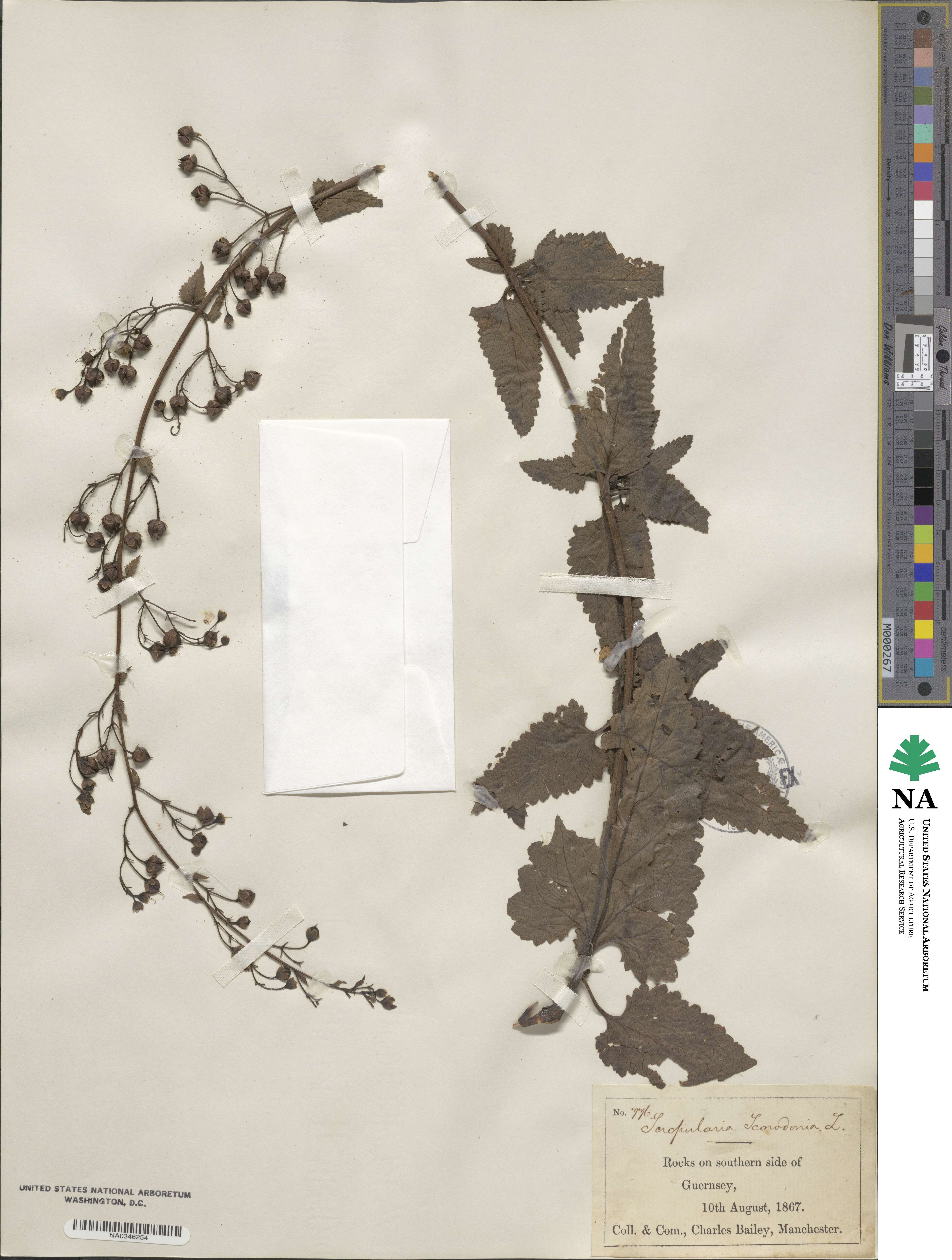 Scrophularia scorodonia image