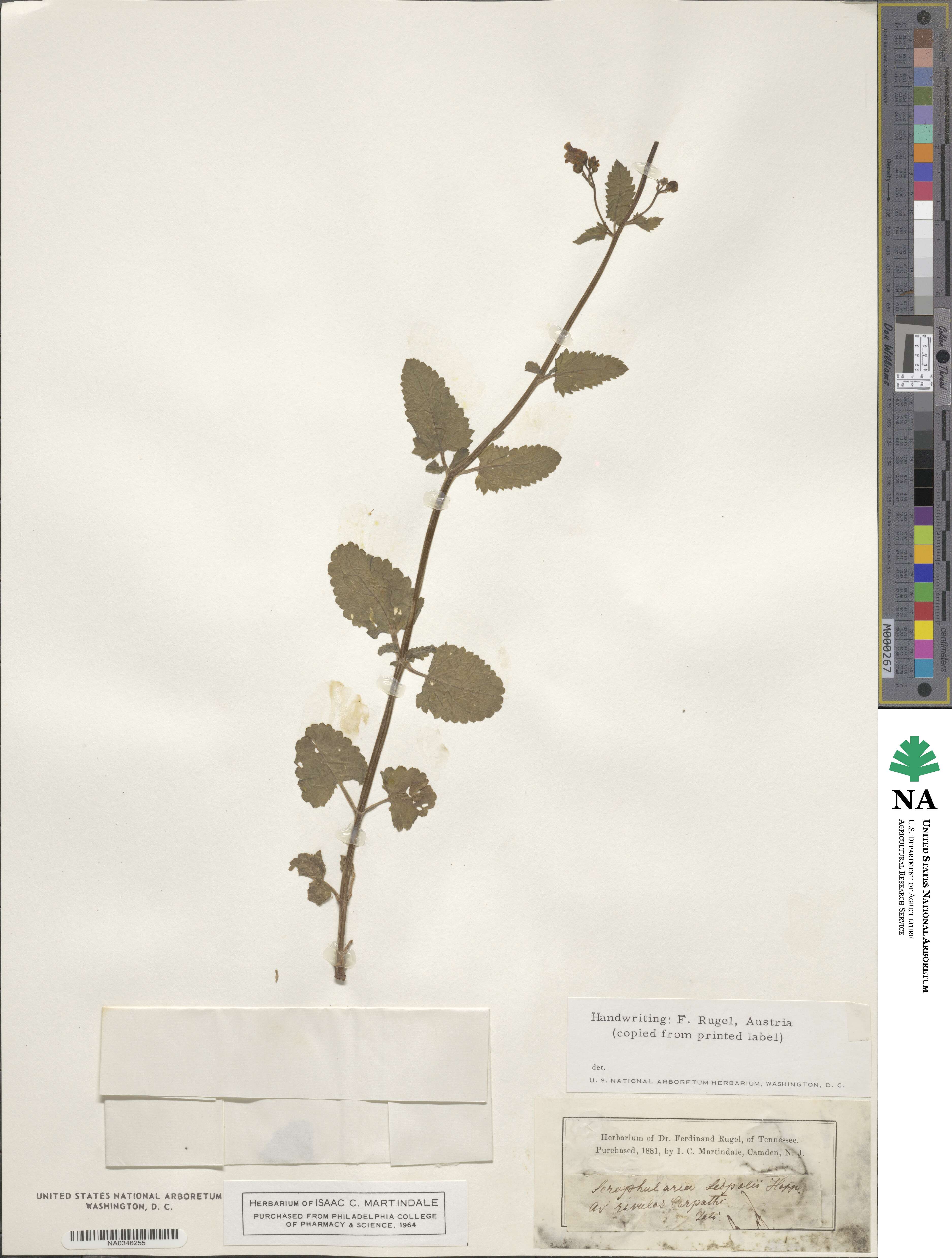 Scrophularia scopolii image