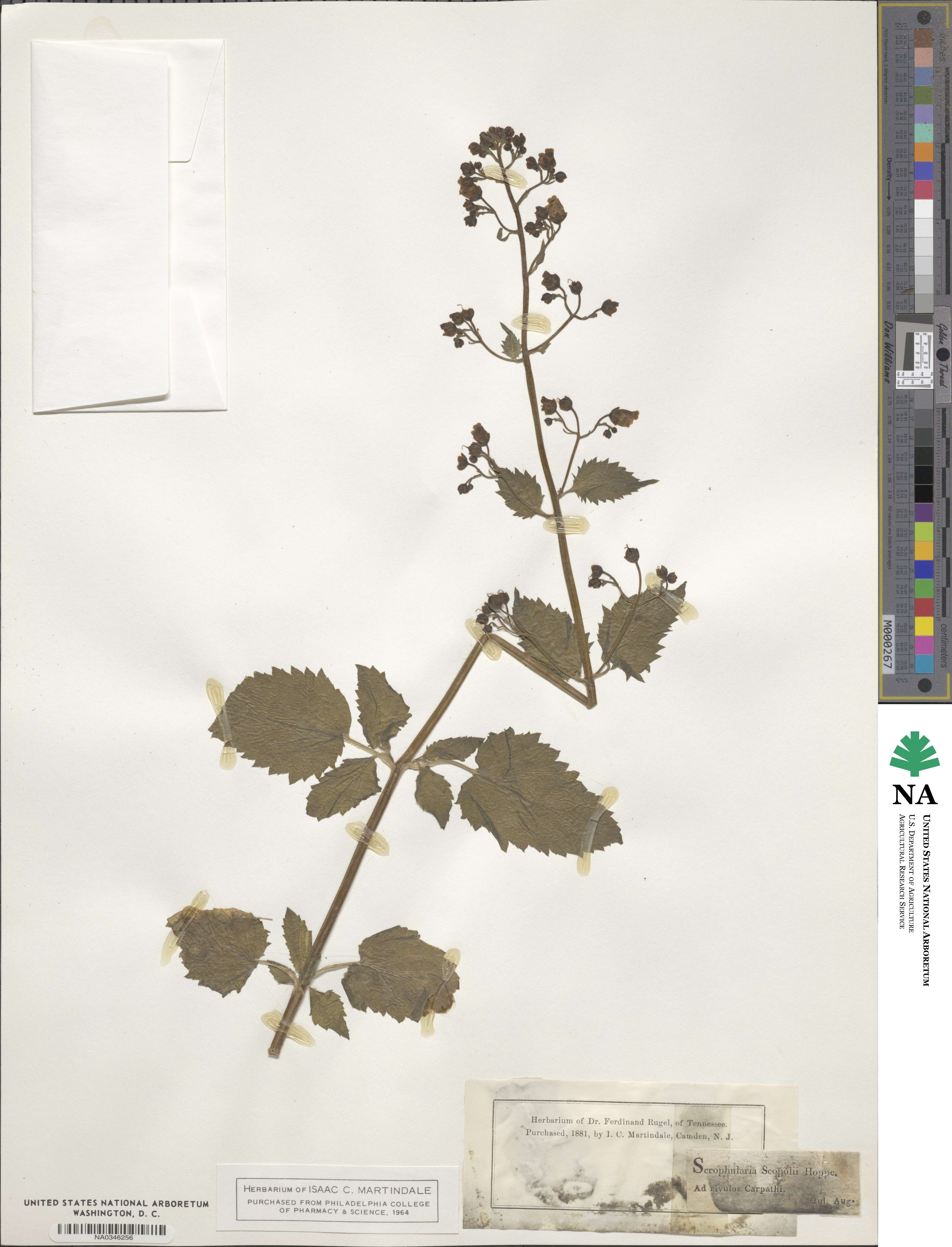 Scrophularia scopolii image