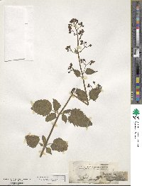 Scrophularia scopolii image