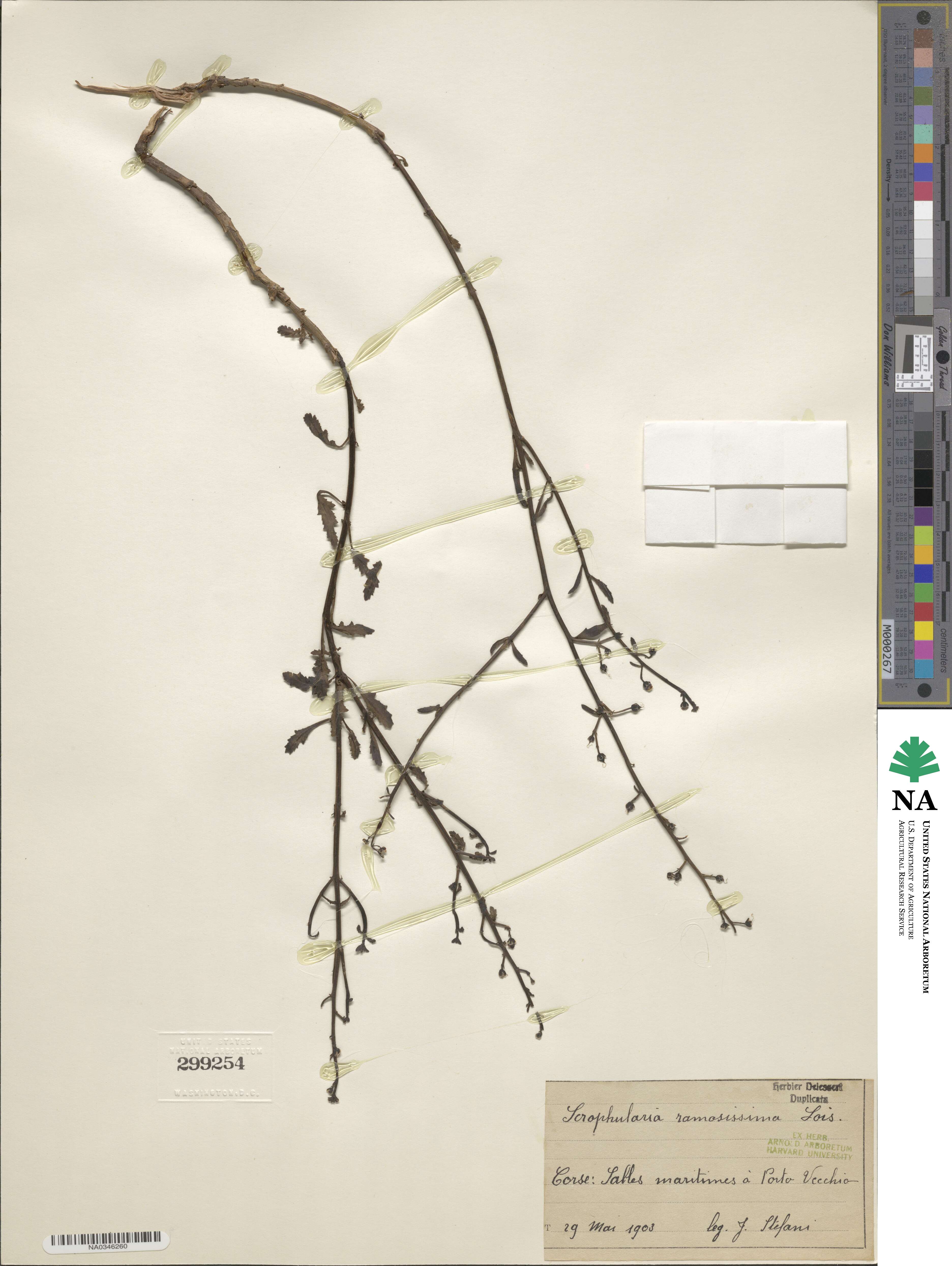 Scrophularia ramosissima image