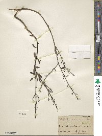 Image of Scrophularia ramosissima