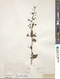 Image of Scrophularia peregrina