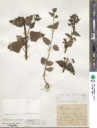 Scrophularia peregrina image