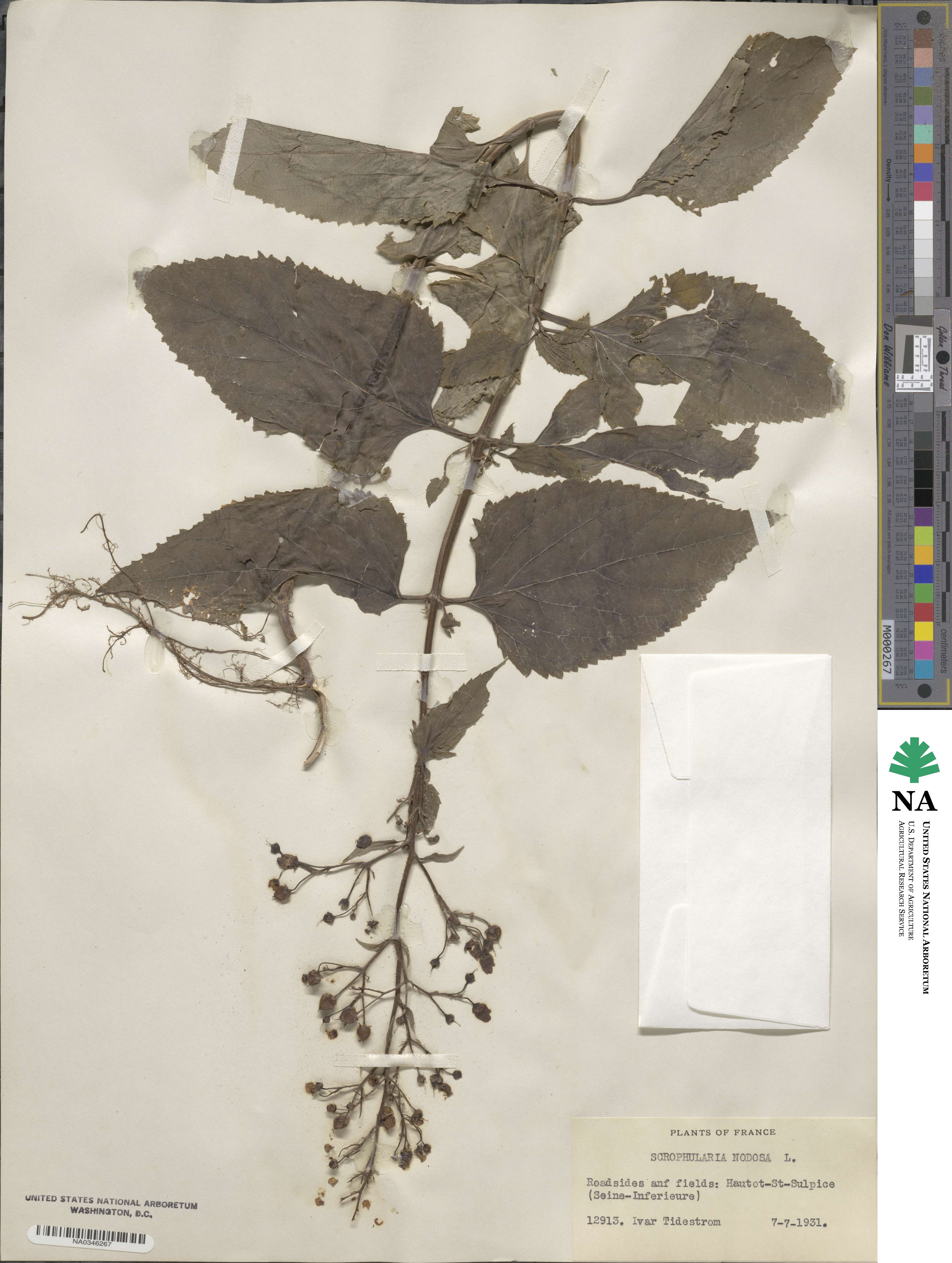 Scrophularia image