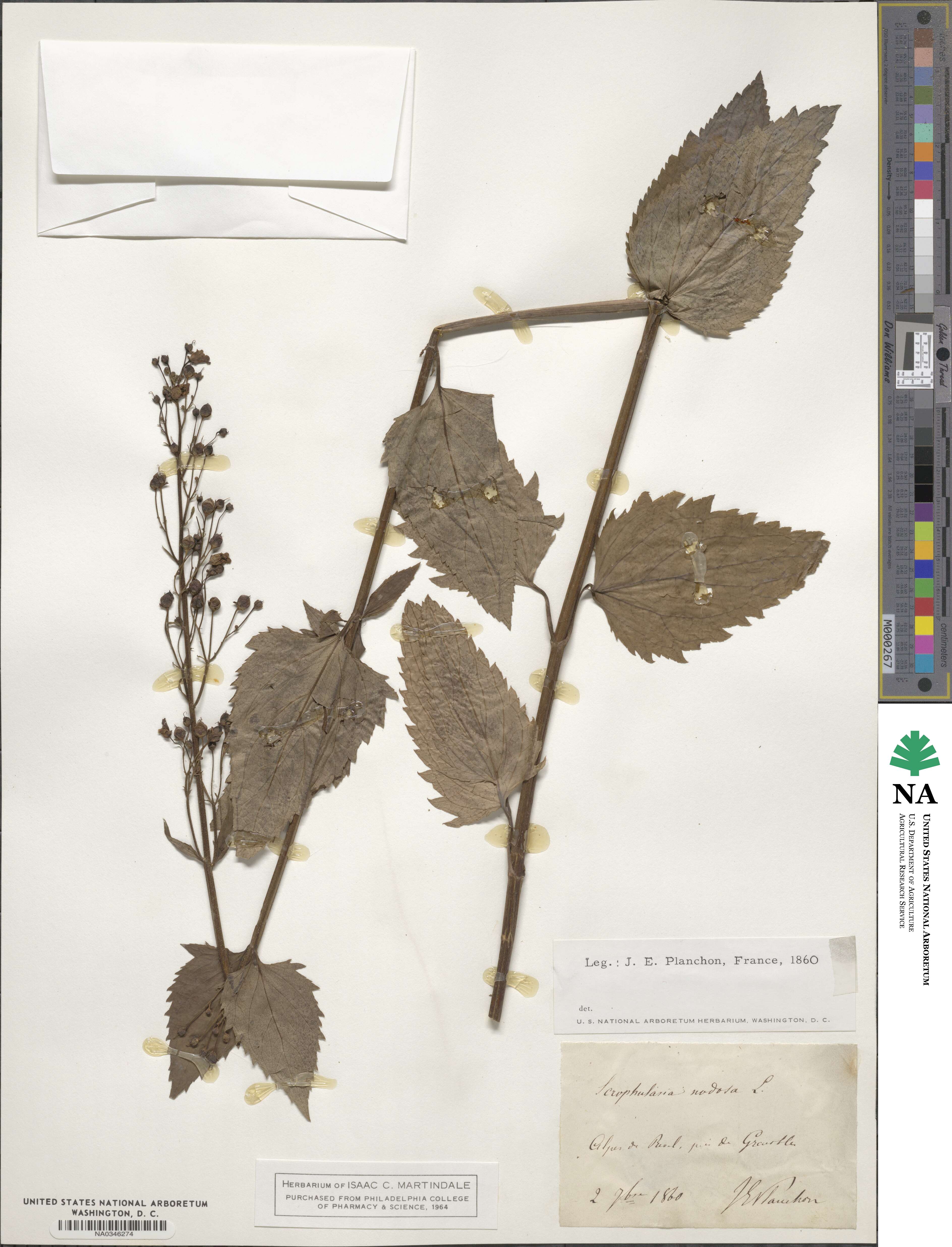 Scrophularia nodosa image