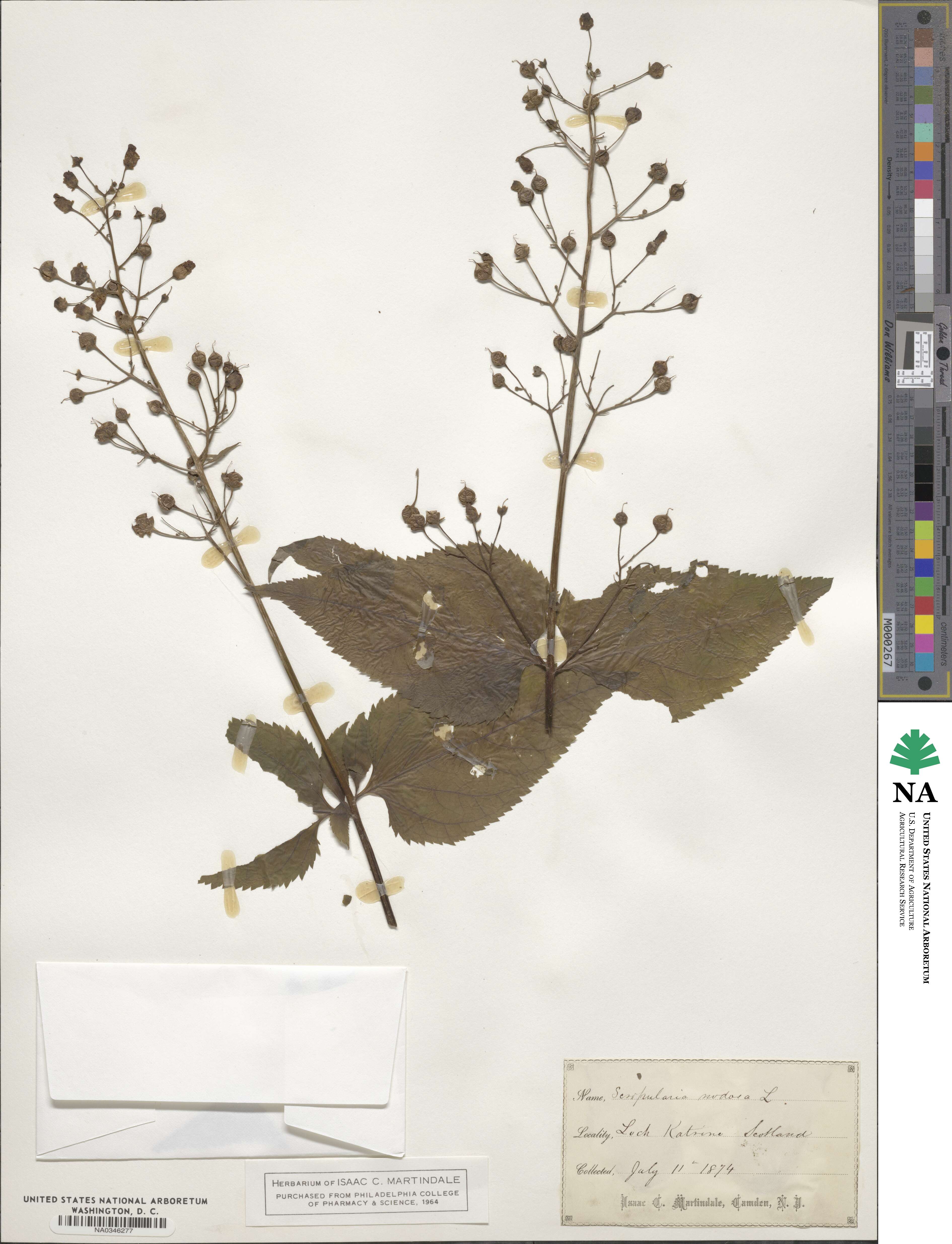 Scrophularia nodosa image